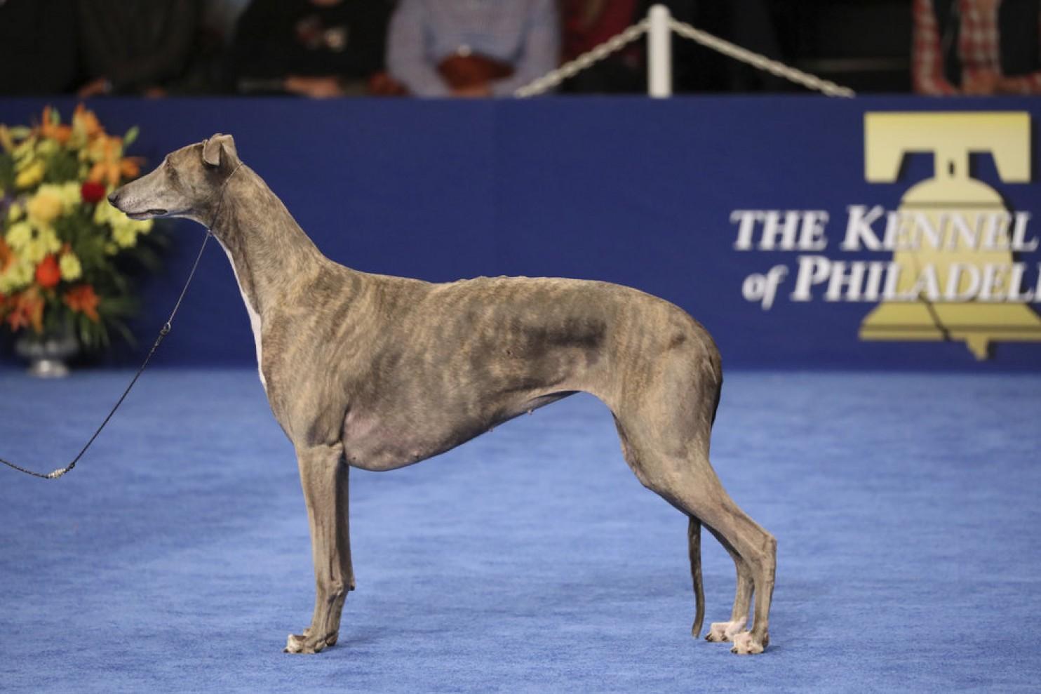 Gia, a Greyhound, wins the National Dog Show | The Spokesman-Review