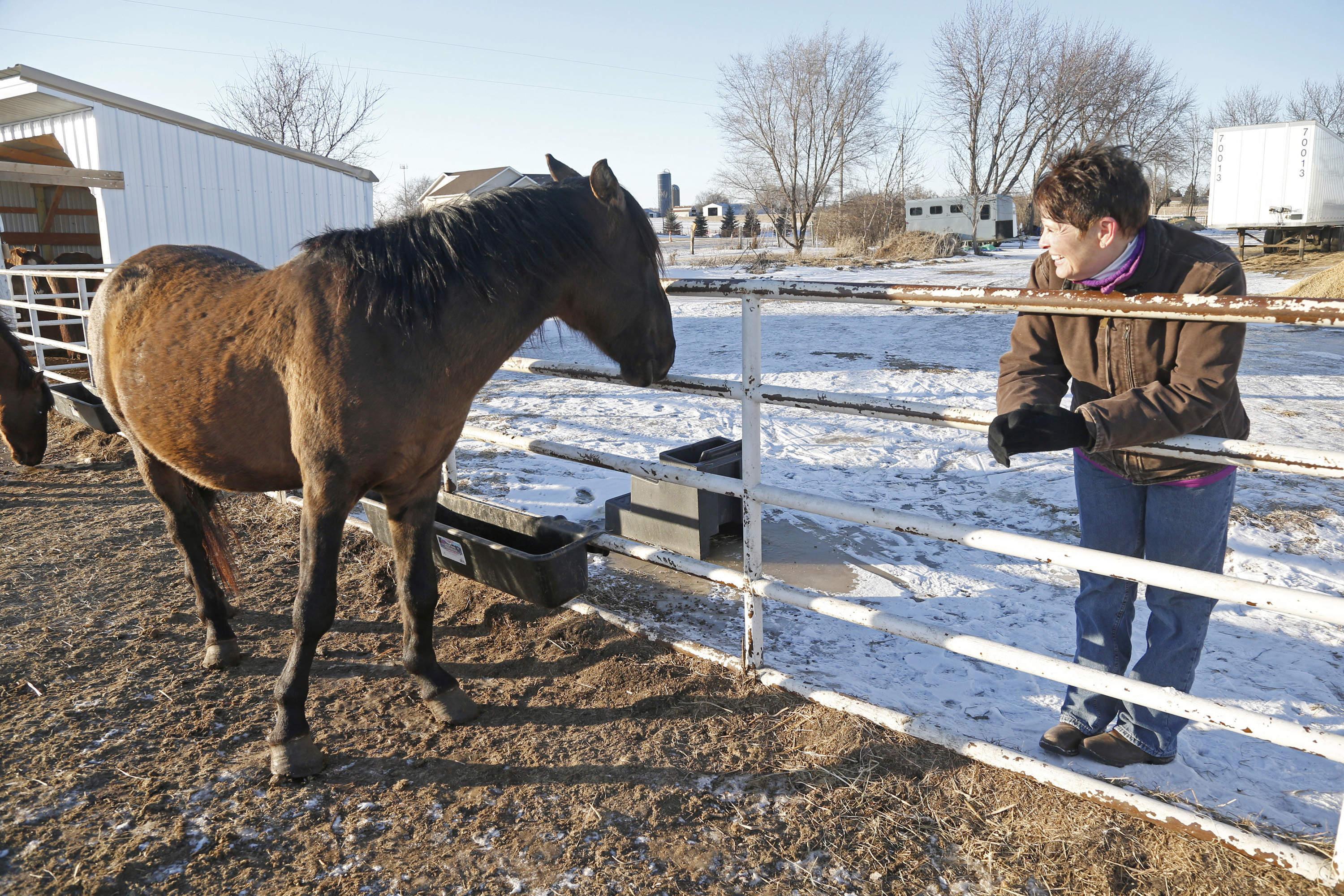 300 wild horses in South Dakota need homes as deadline looms The
