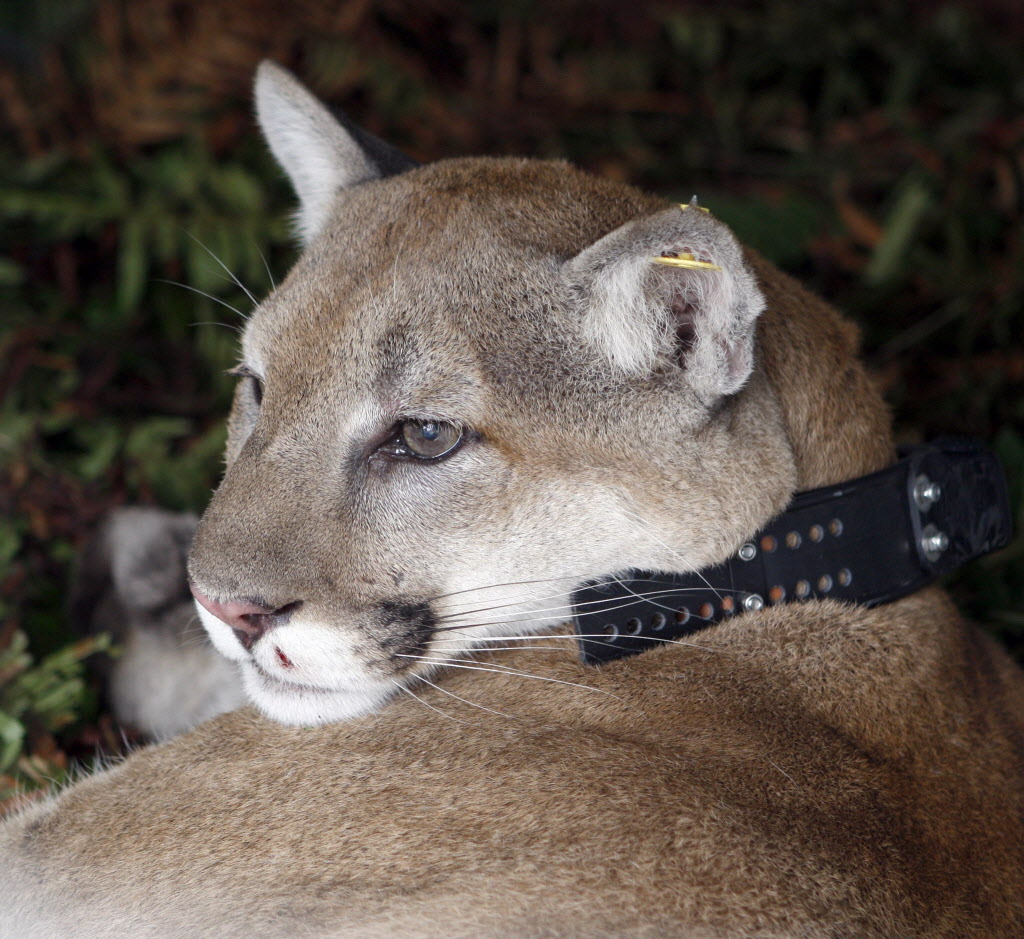 Yellowstone Cougars Hang Tough Despite Wolf Impacts On Elk The Spokesman Review 9077