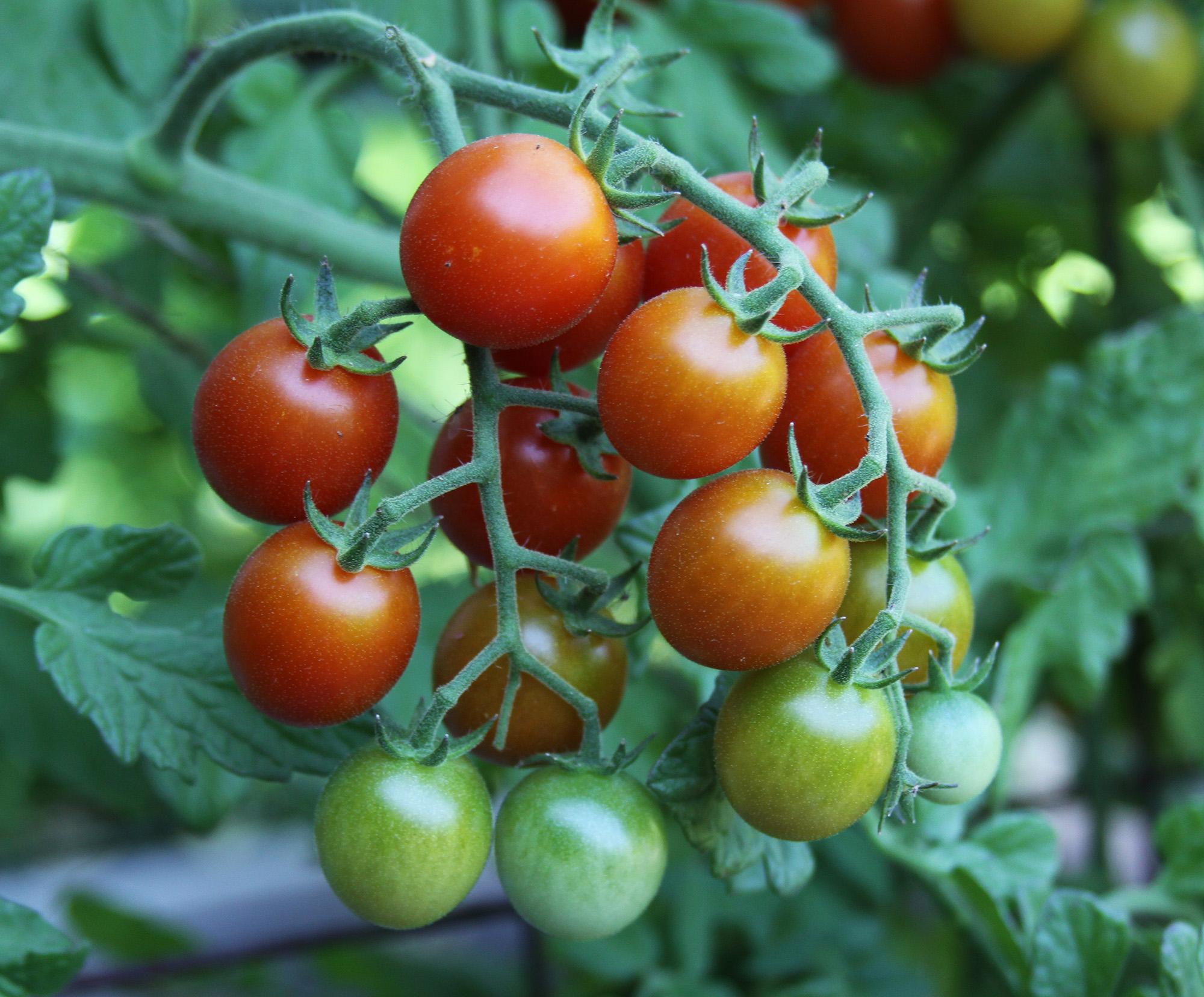 In The Garden Know Your Zone To Pick The Right Plants The