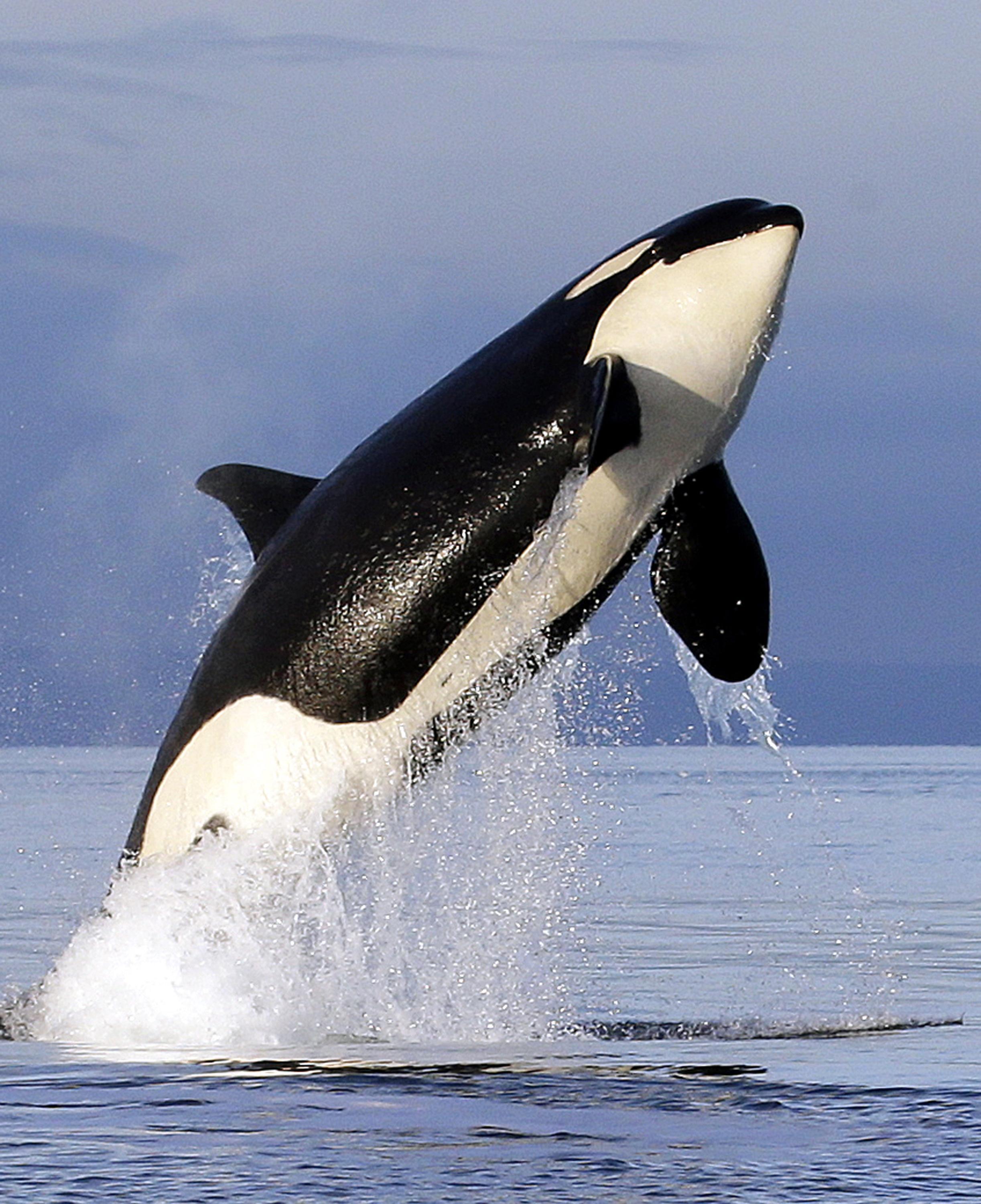 Bad breath: Study finds array of bacteria when orcas exhale | The