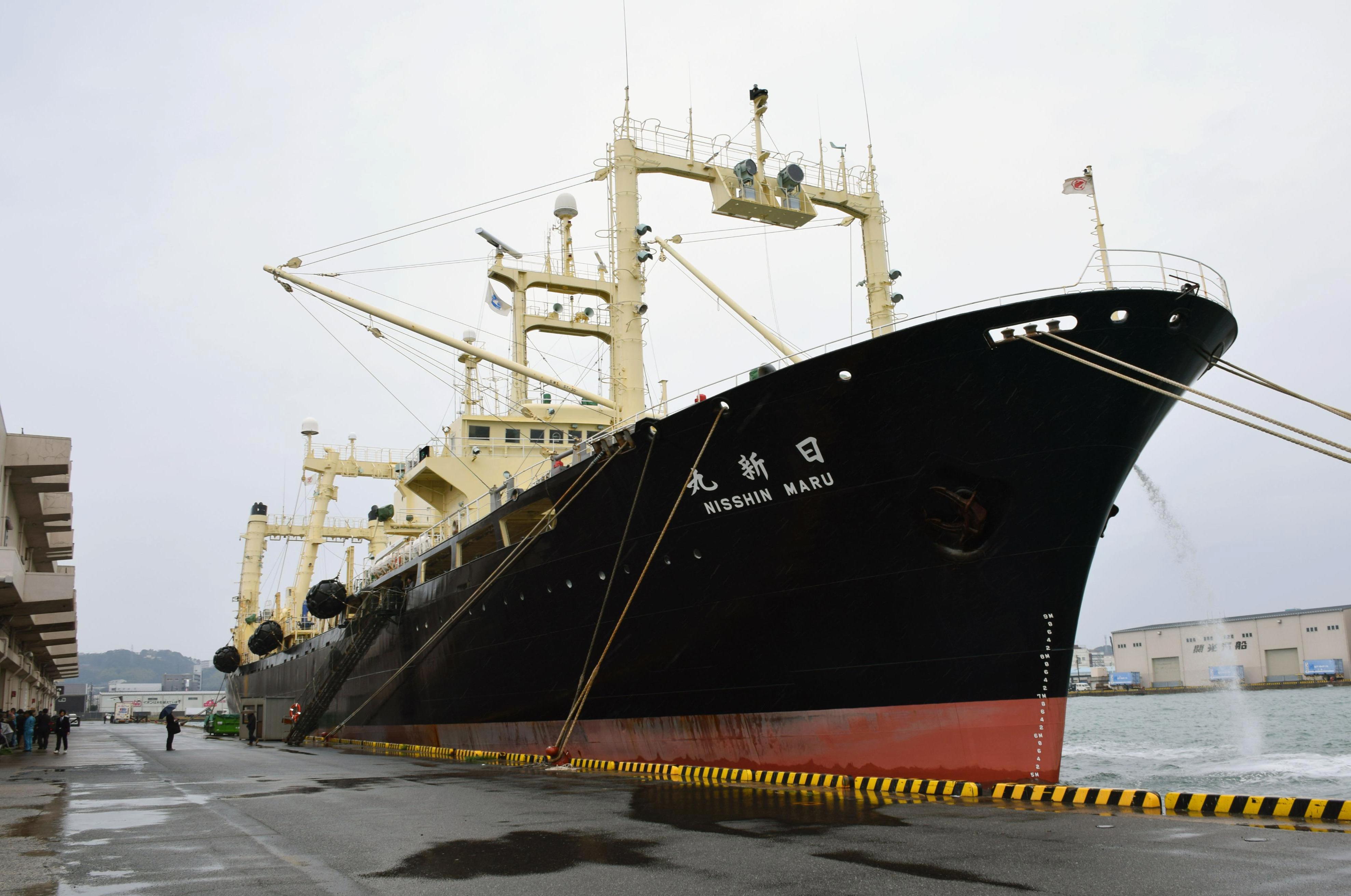 Japanese Fleet Returns From Antarctic Hunt With 333 Whales The 