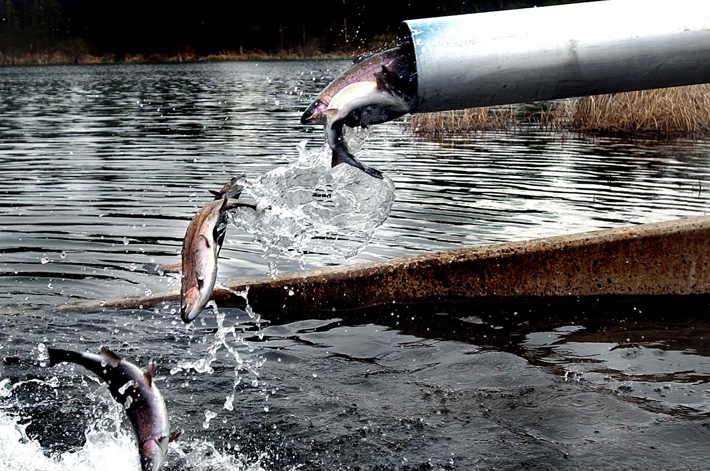 State crews stocking lakes with millions of trout | The Spokesman-Review