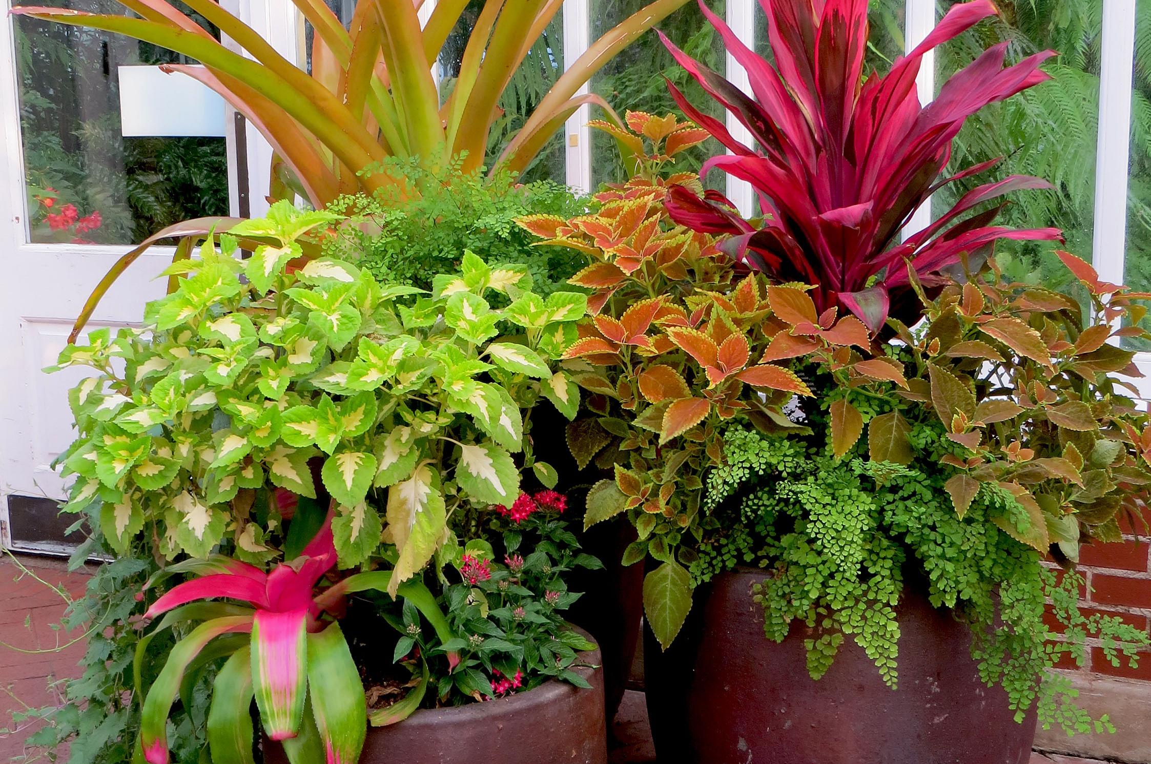 in the garden: after choosing right container, think thriller, filler