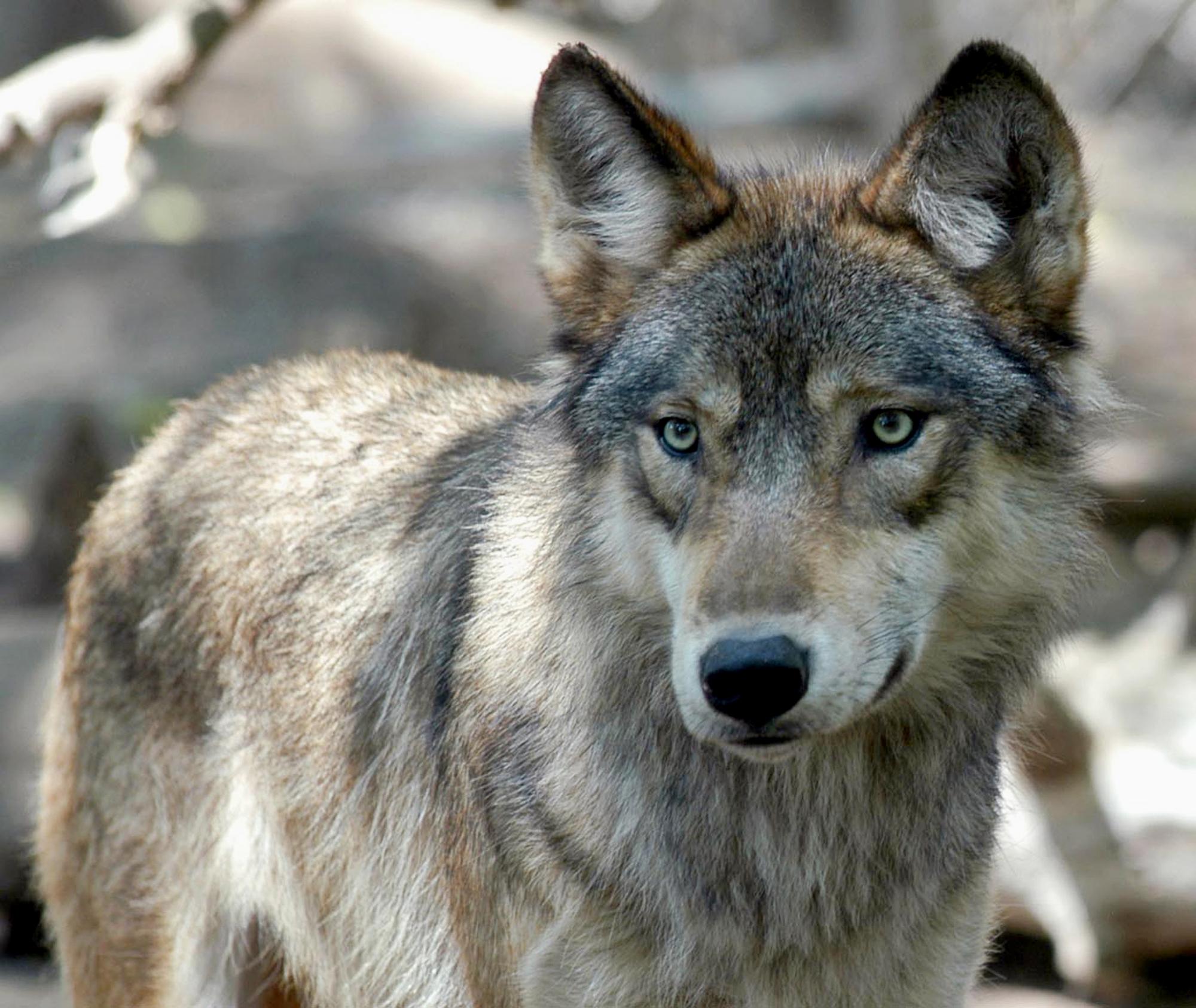 Midwest wolves may find themselves in the crosshairs again The
