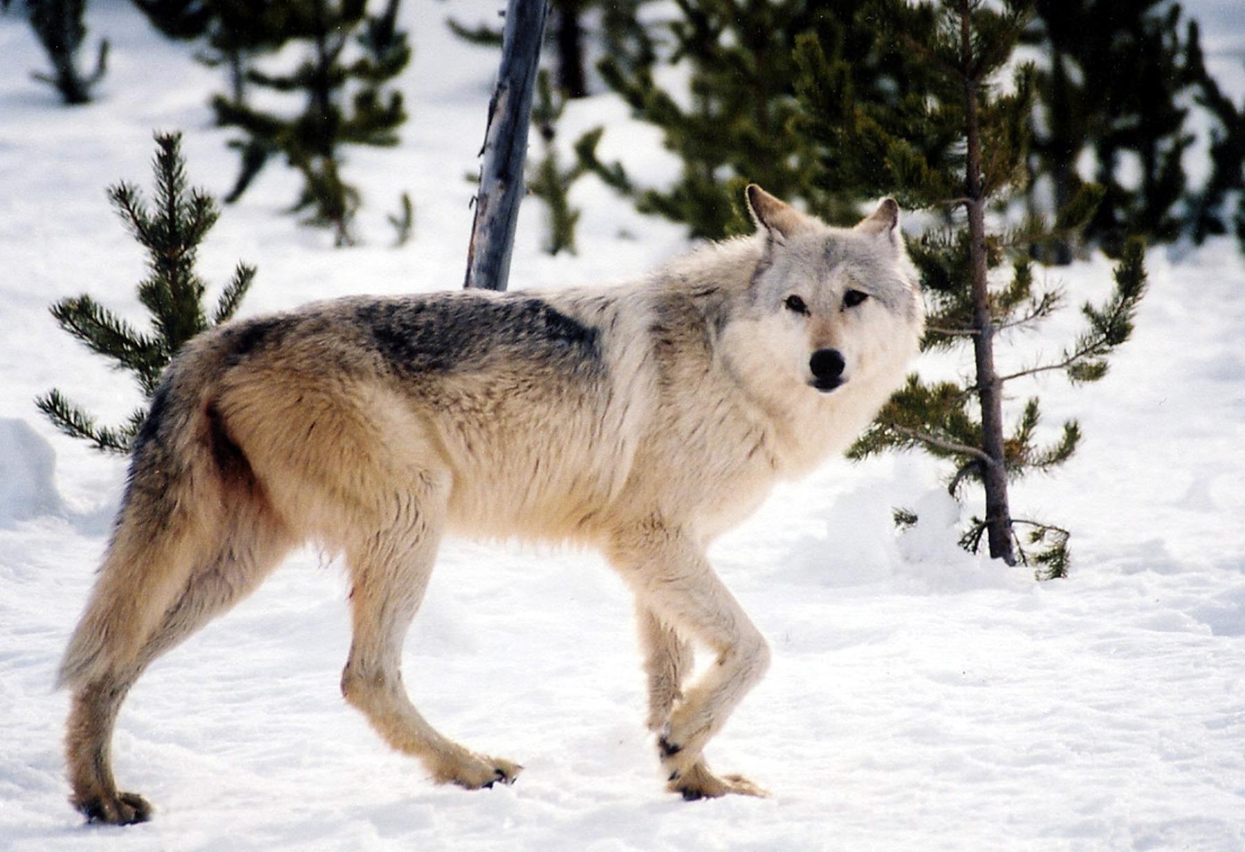 white and grey wolf