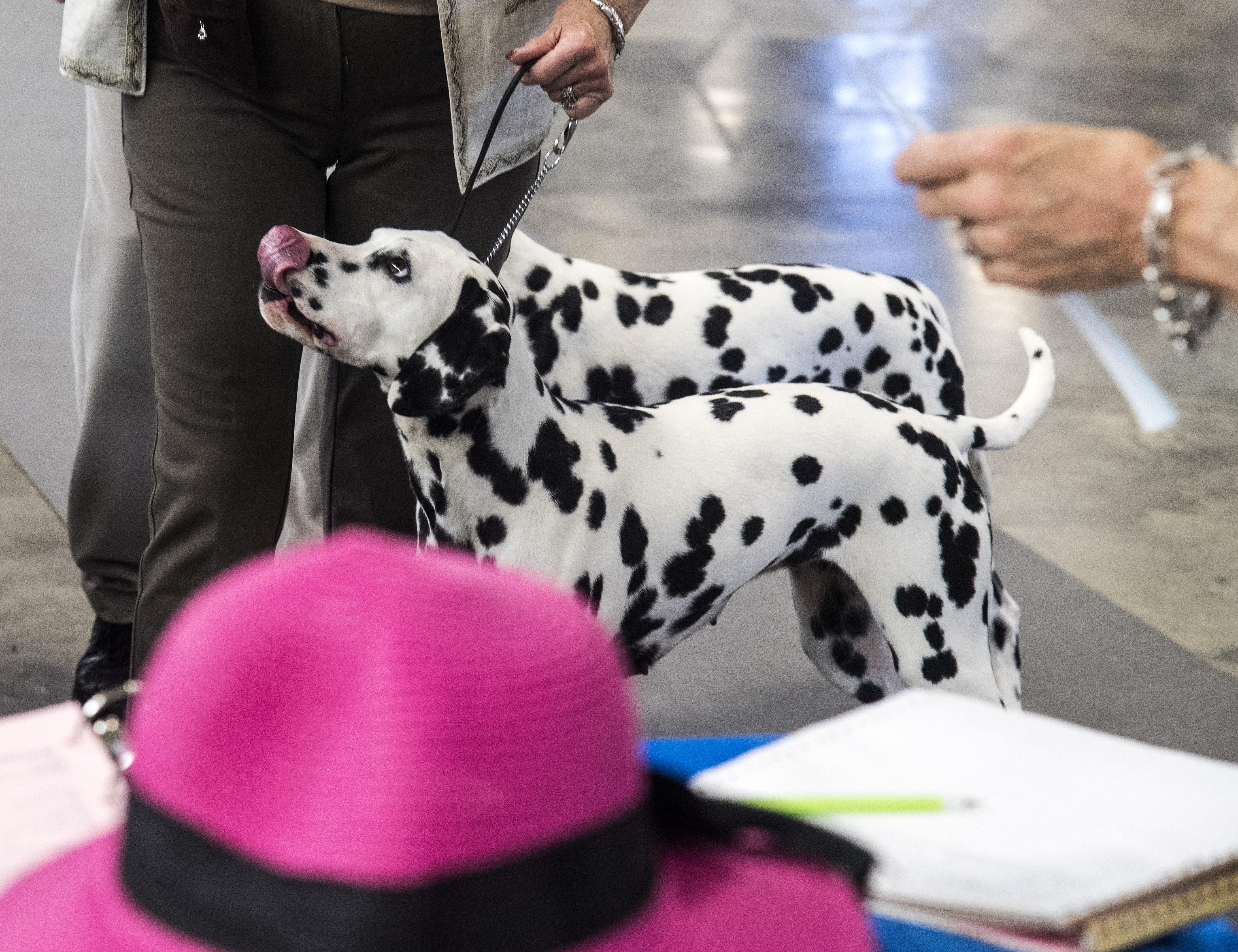 american kennel club best in show