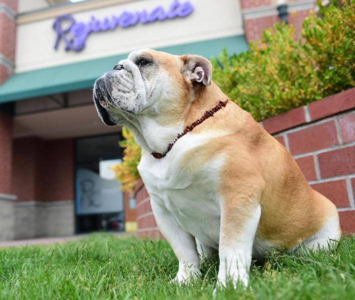 gonzaga bulldog stuffed animal