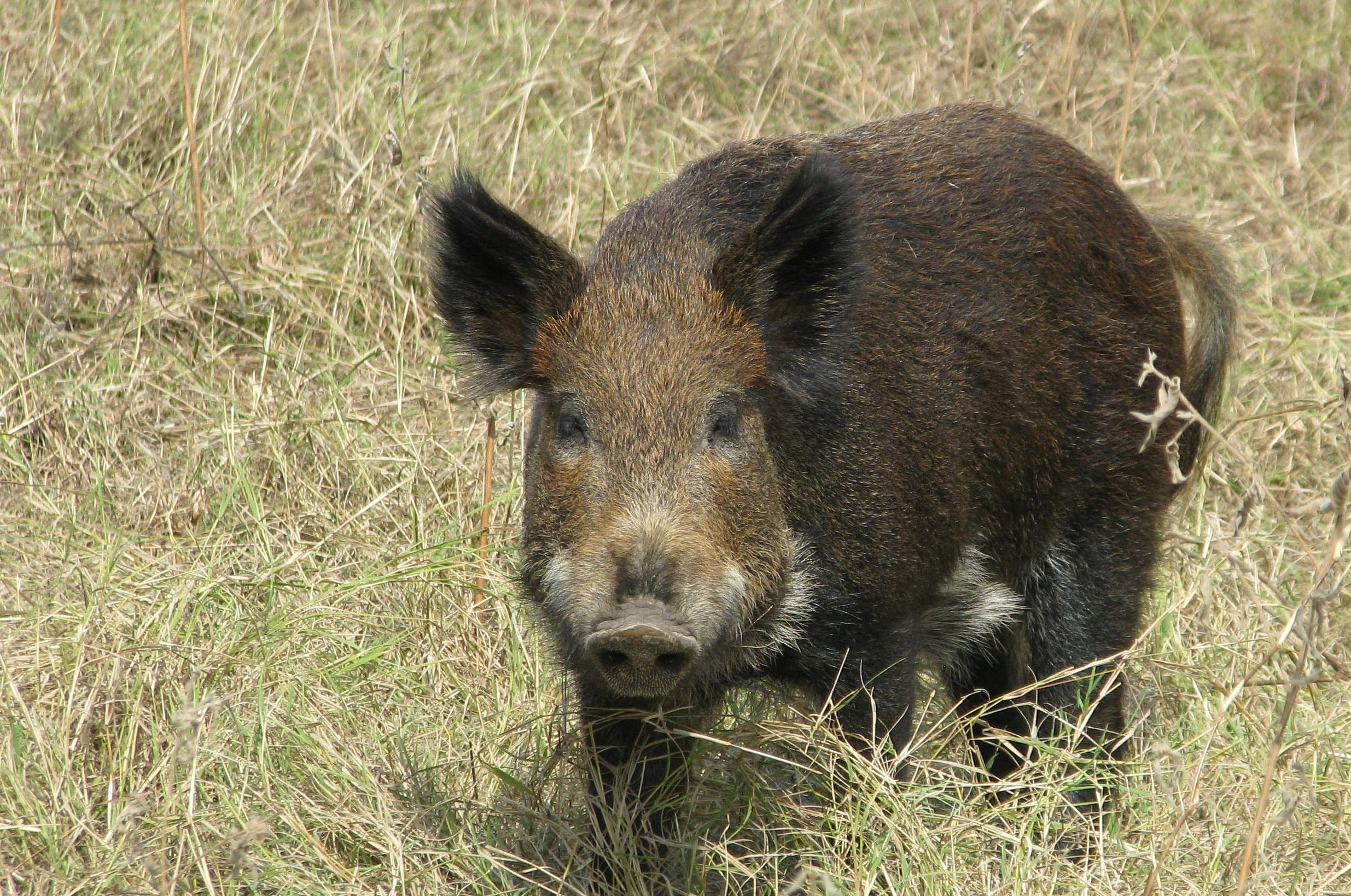 Out & About: Wild swine an invasive species curse | The Spokesman-Review