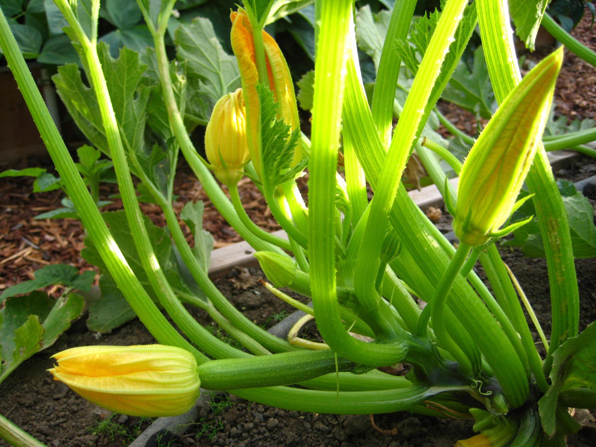 Gardening: Zucchini plants still can be planted, but they will need