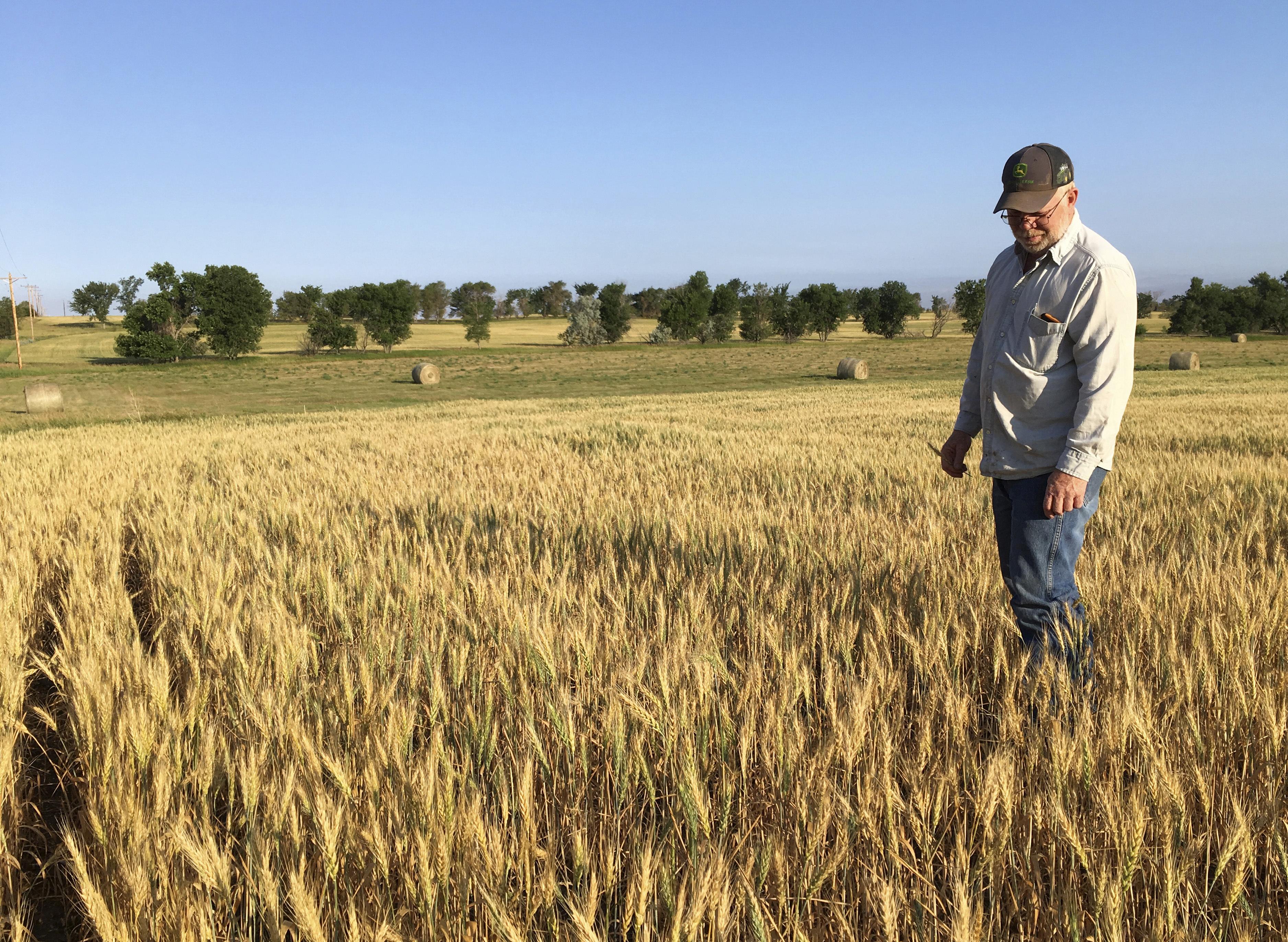 In this July 13, 2017, photo, farmer John Weinand surveys a wheat field nea...