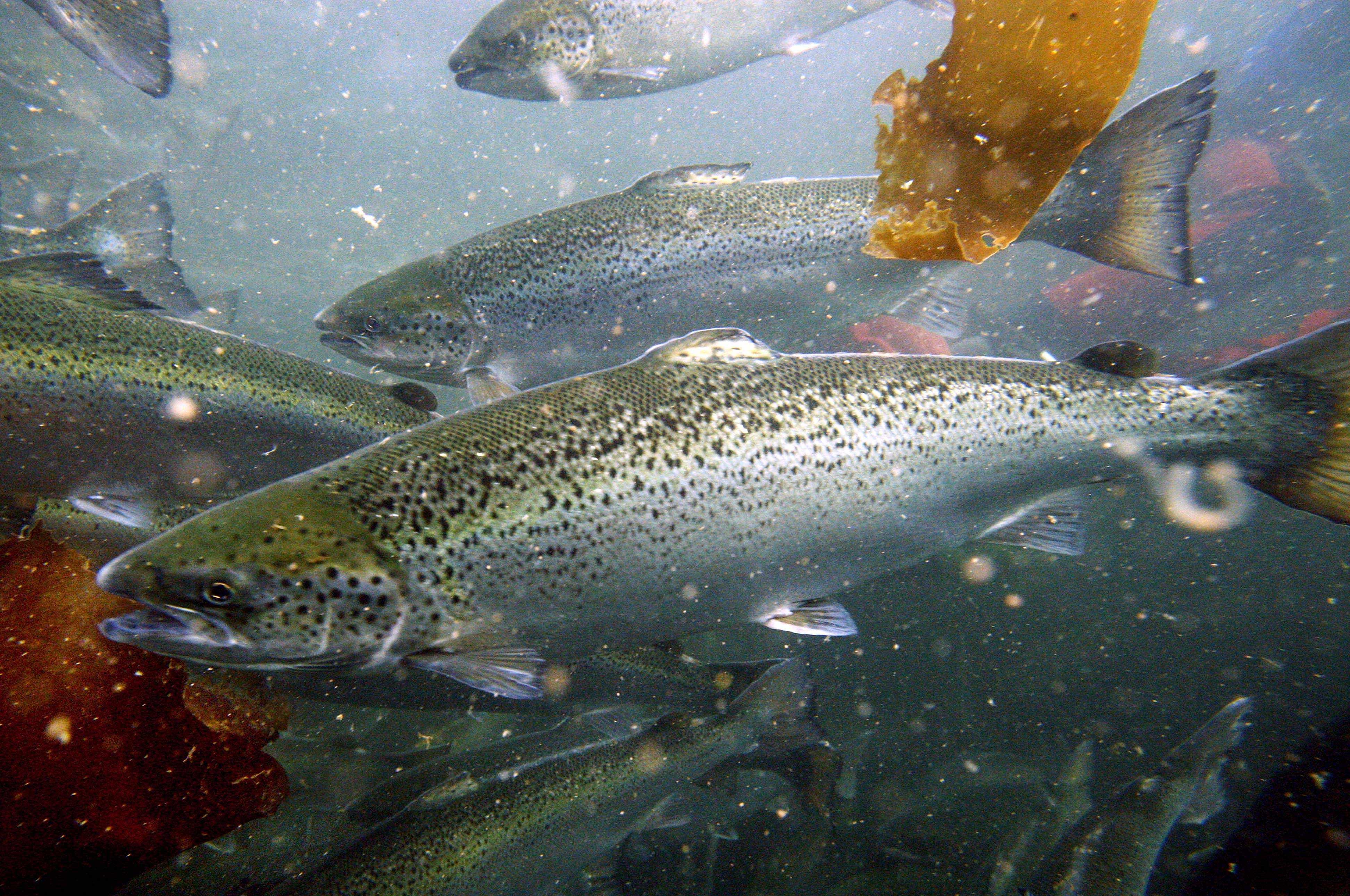 Collapse at salmon farm renews concerns about fish farming | The ...