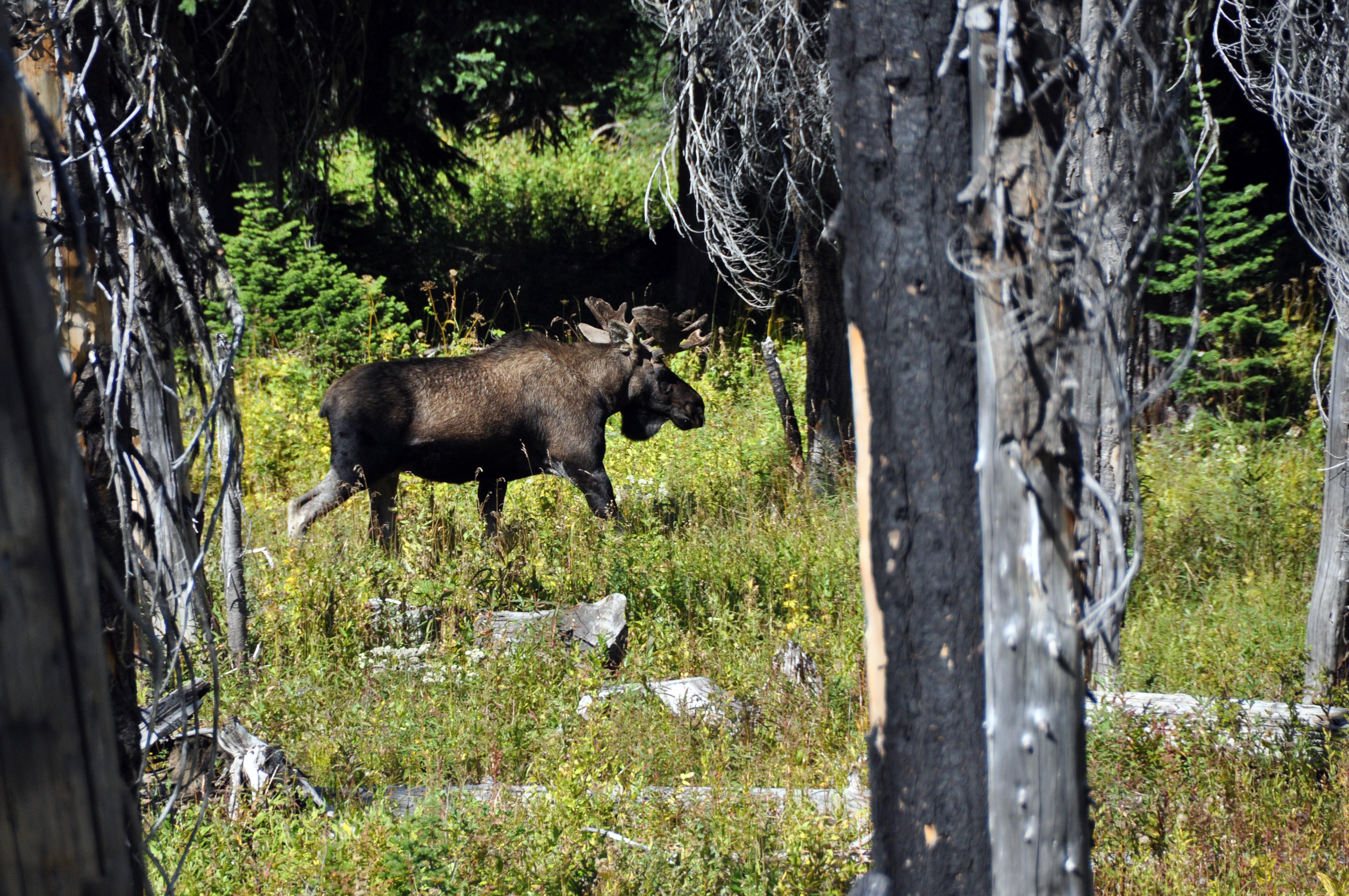 the bull moose analysis