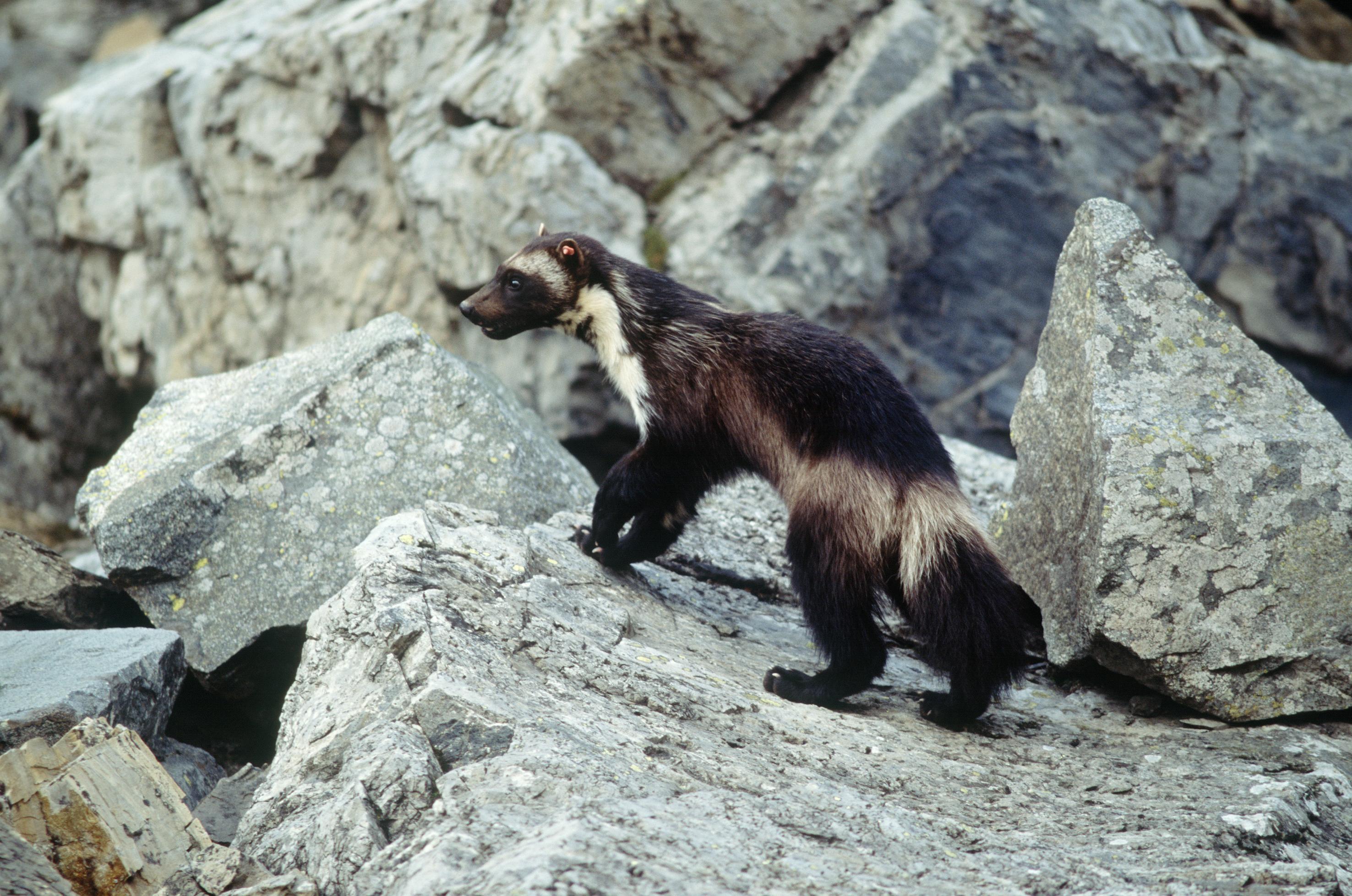 Environmental group calls for prosecution of Idaho trapper who