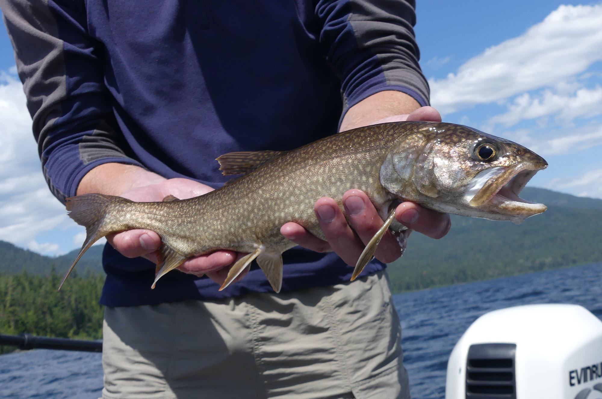 priest-lake-s-lake-trout-fishery-will-not-be-suppressed-the-spokesman