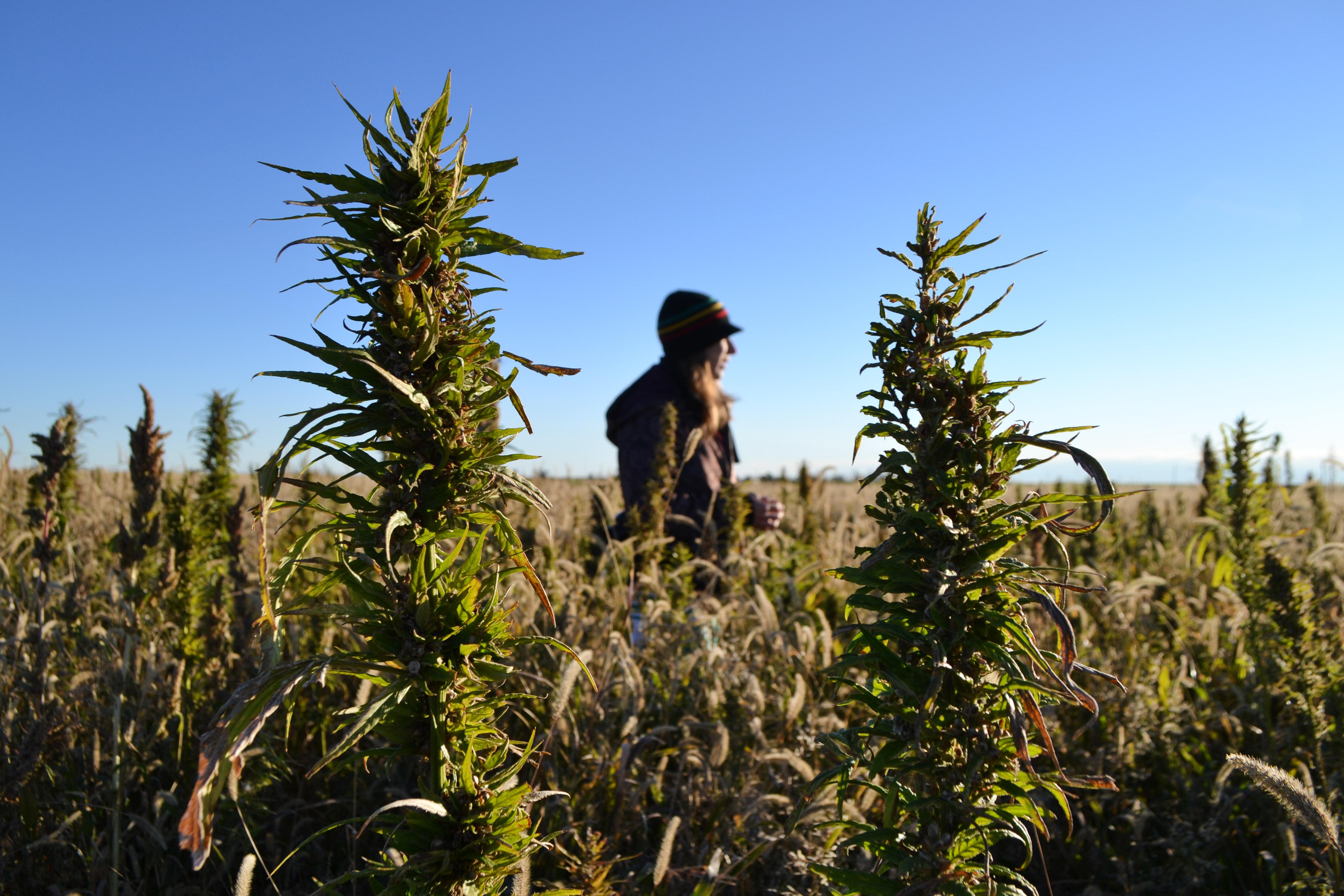 Idaho Rep. Nilsson Troy Looks To Legalize Hemp Under New Farm Bill ...