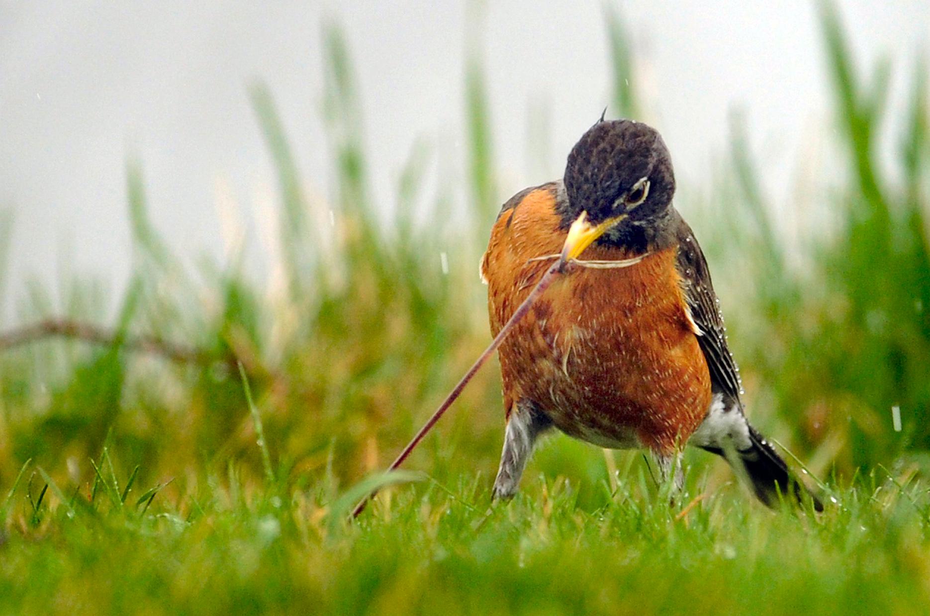 Ask Dr. Universe Why do worms come out when it rains? The Spokesman