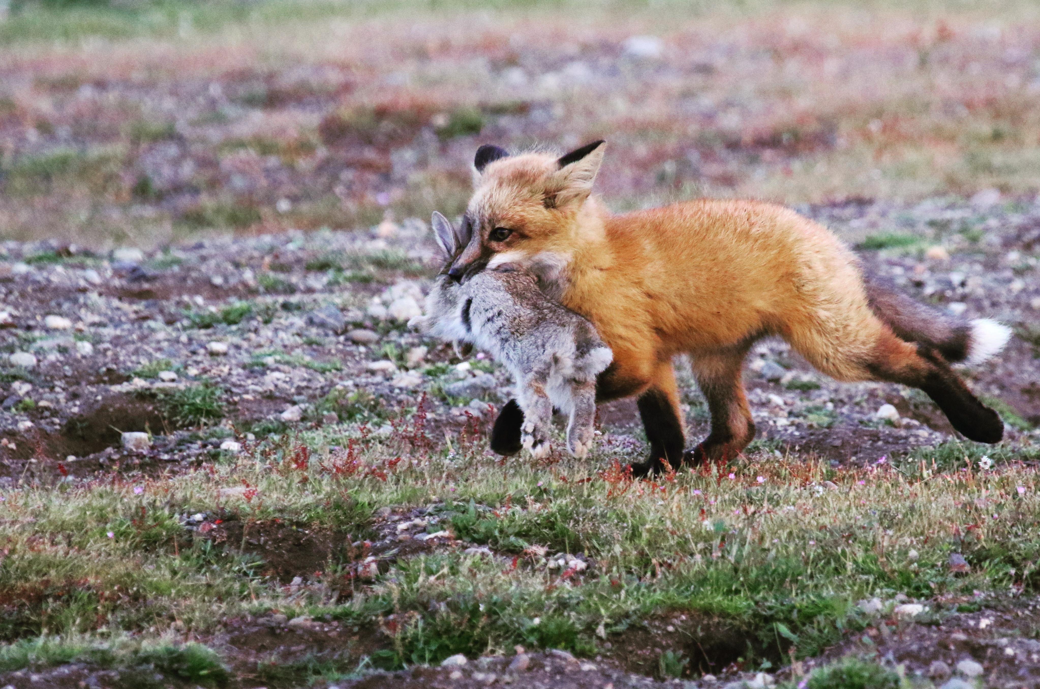 Image result for PICTURE OF A FOX EATING A RABBIT IN A HOLE