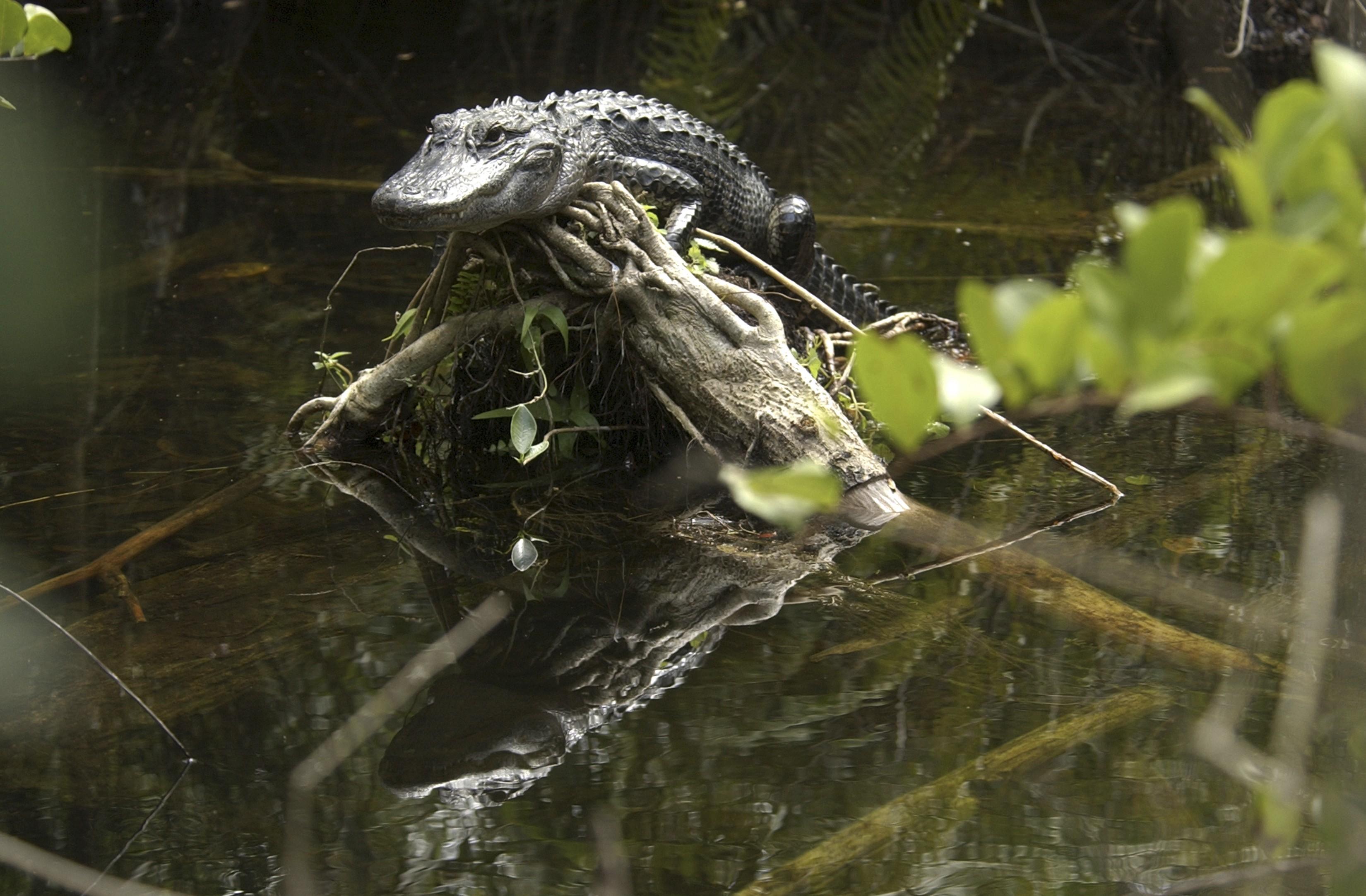 Alligator Suspected Of Dragging Woman Into Pond The Spokesman Review