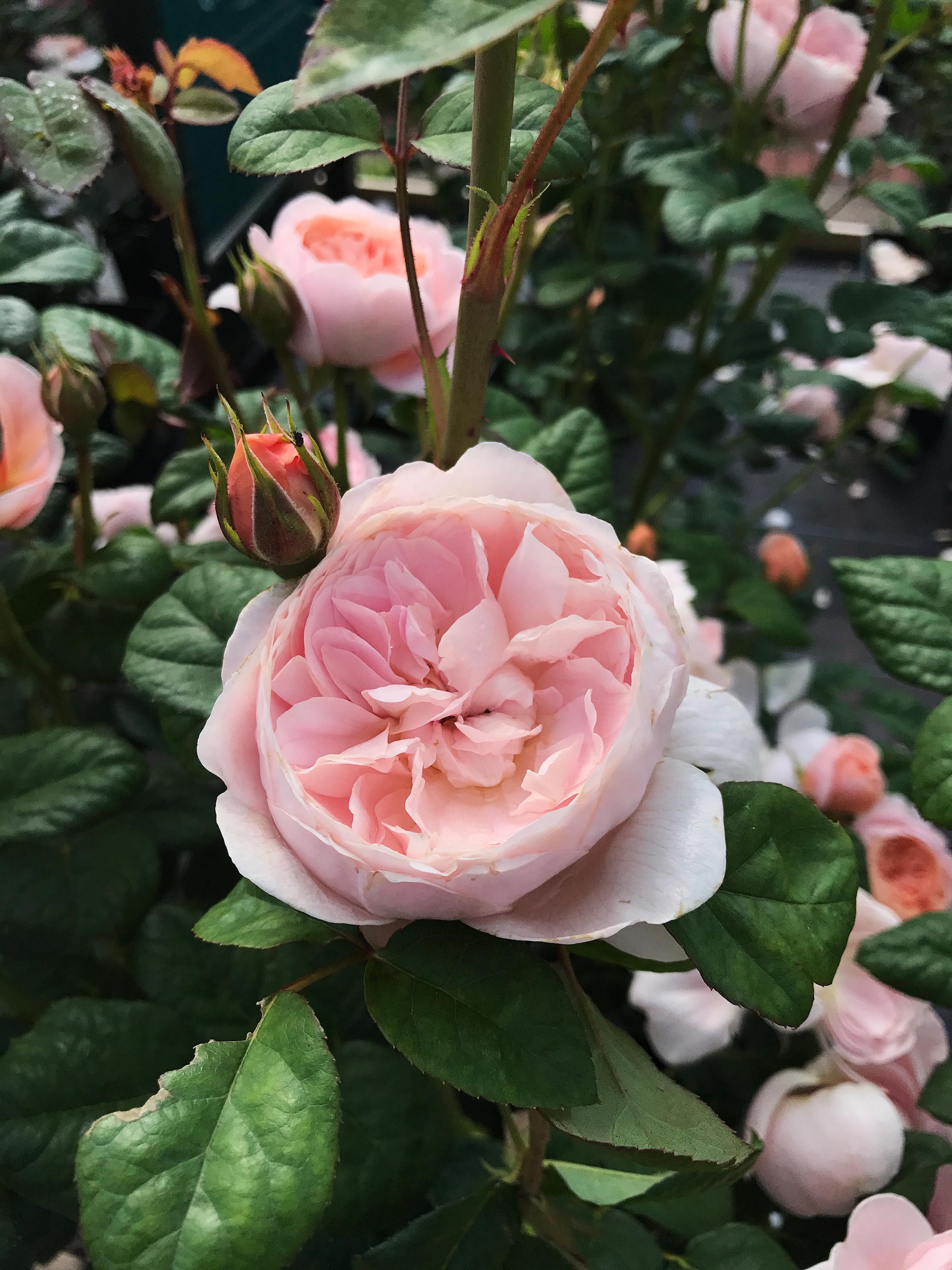 In the Garden Celebrate roses with lecture, show The SpokesmanReview