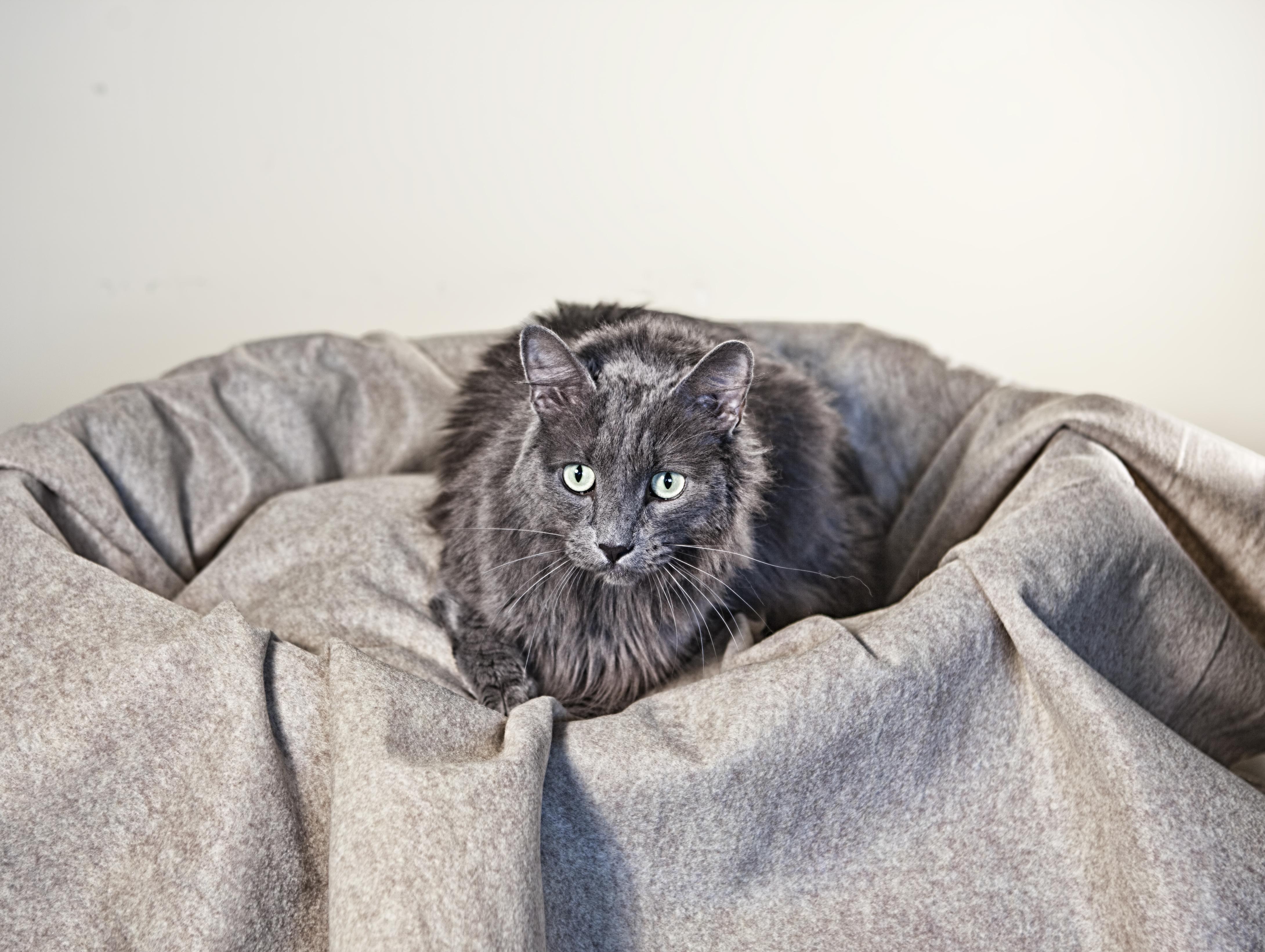 Feature Creature Gray Male Cat Seen At Scraps The Spokesman Review