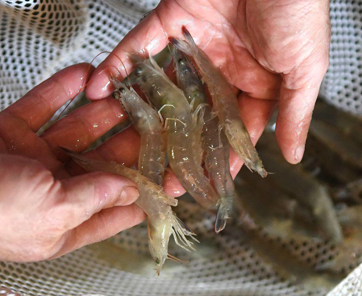 Dry-land shrimp: Former mining engineer raises crustaceans amid Palouse