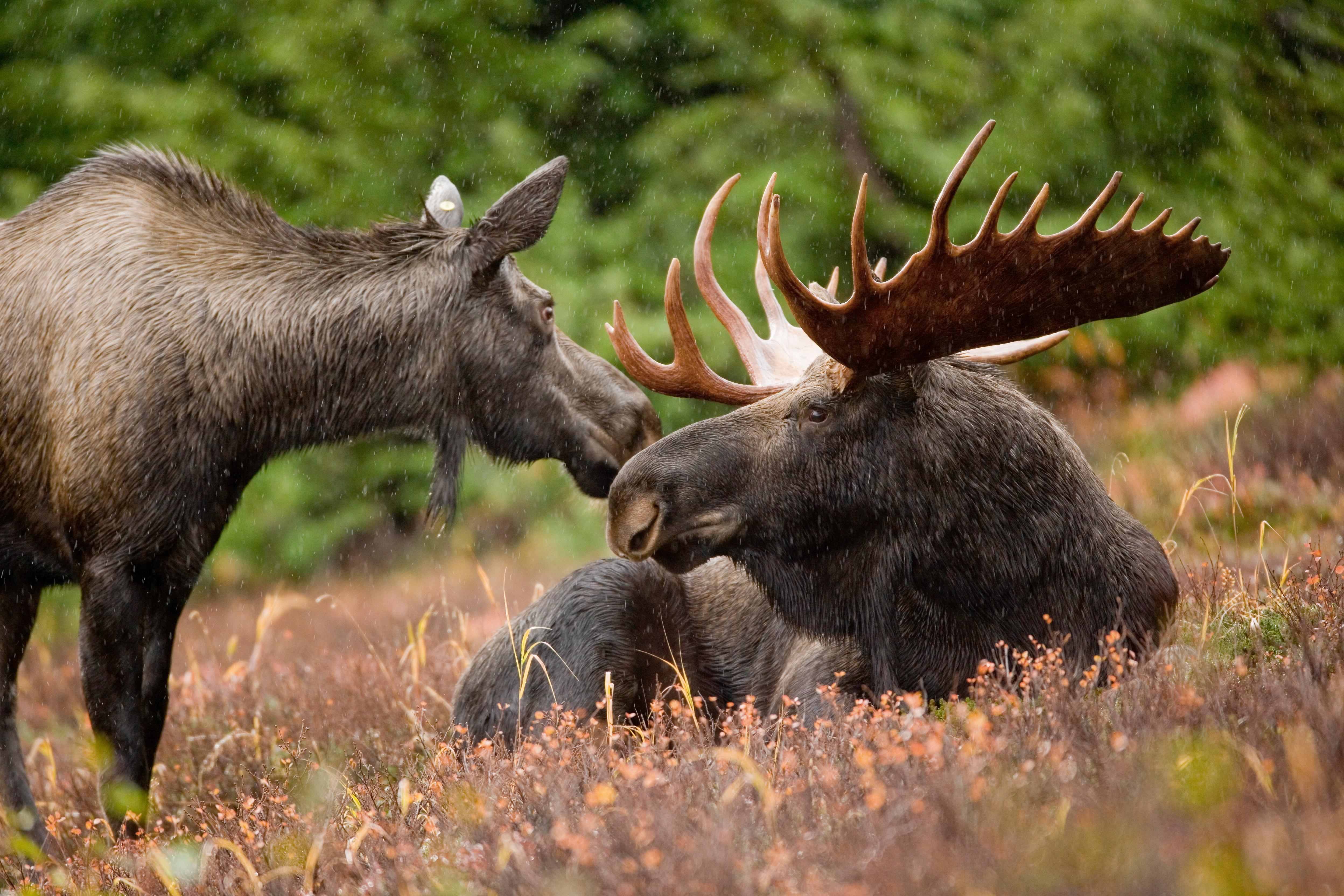 check-out-this-video-of-a-giant-moose-in-alaska-the-spokesman-review