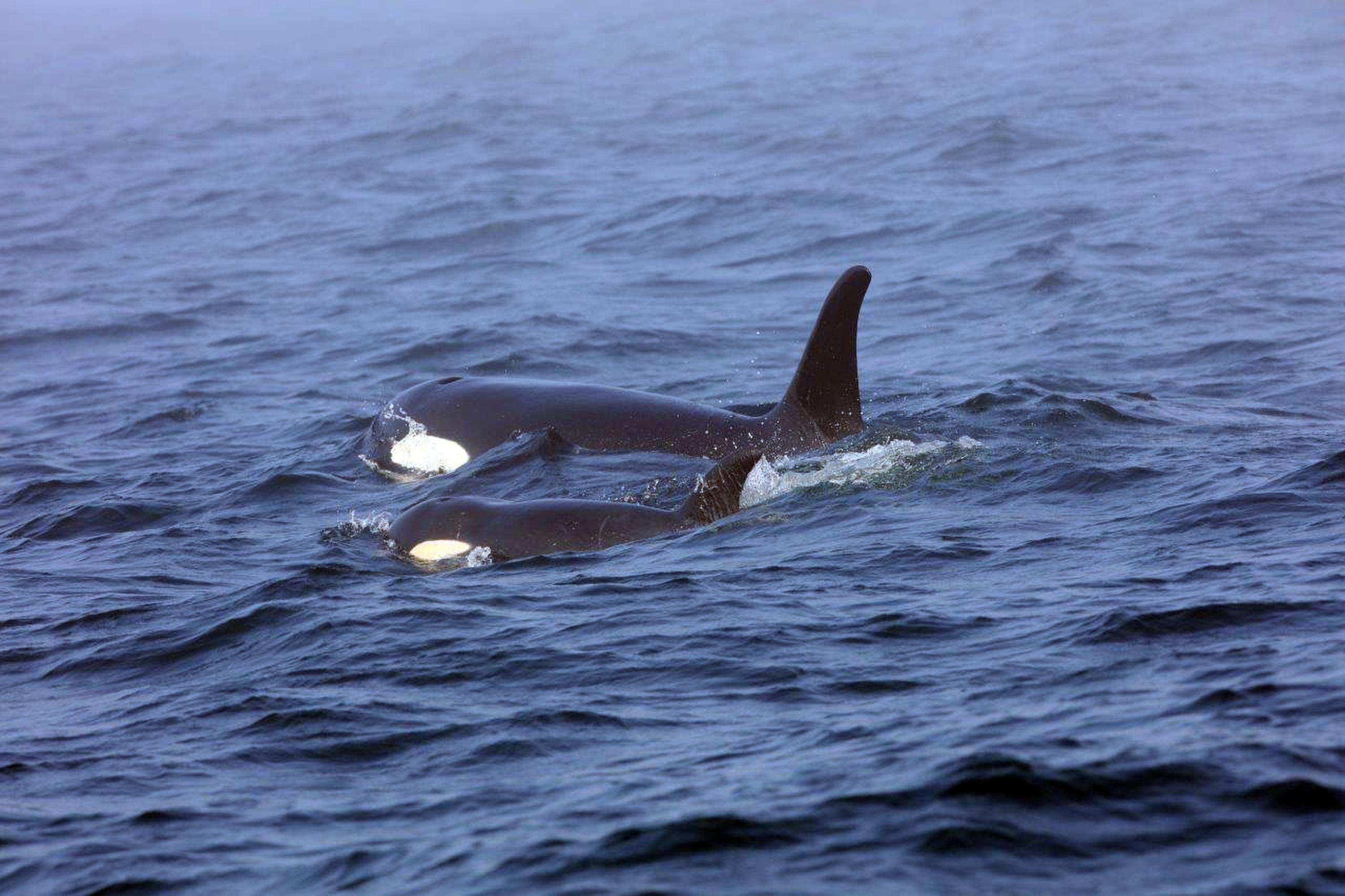 Another Orca Sick Others Pregnant The Spokesman Review