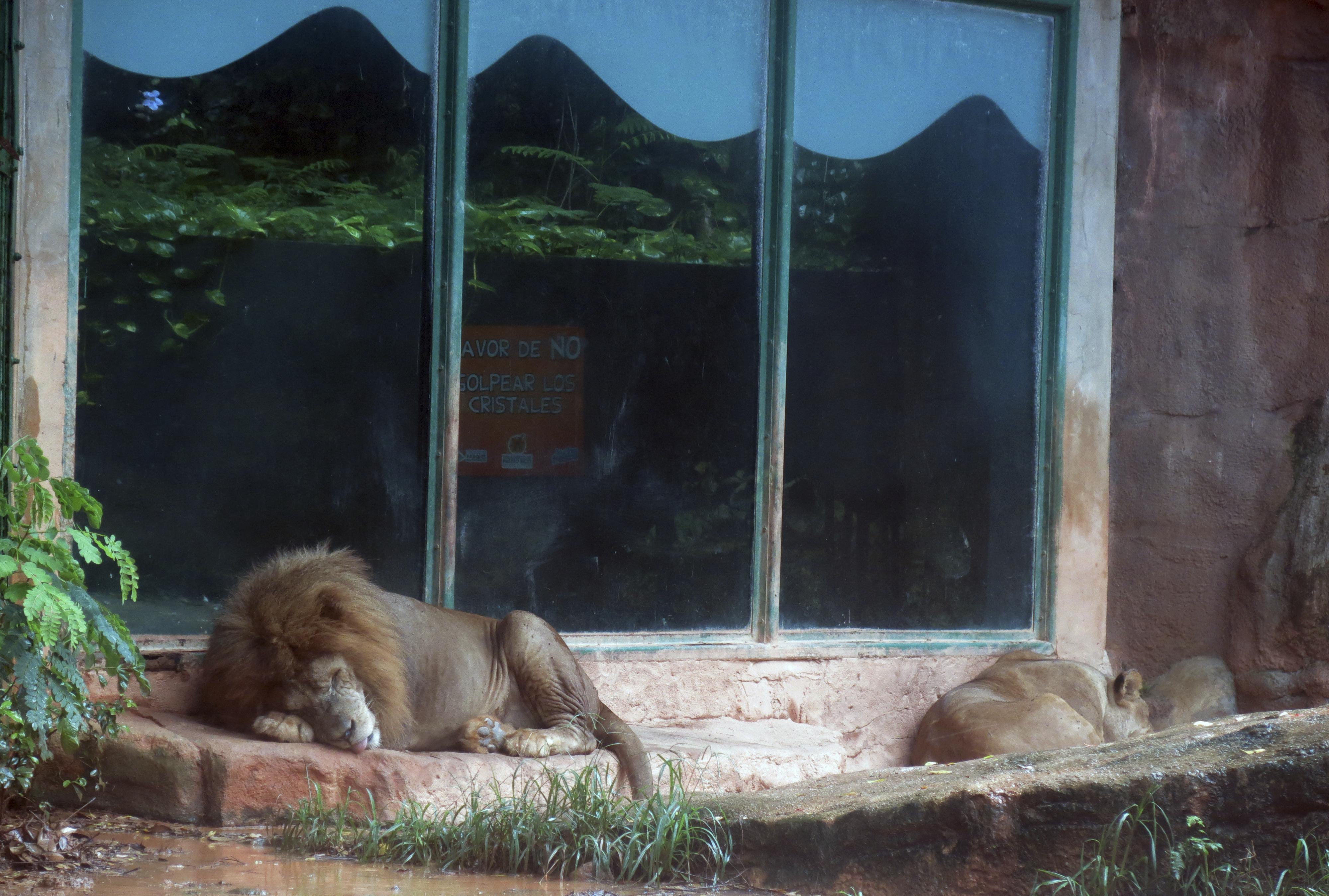 Activists demand closure of Puerto Rico zoo after deaths | The