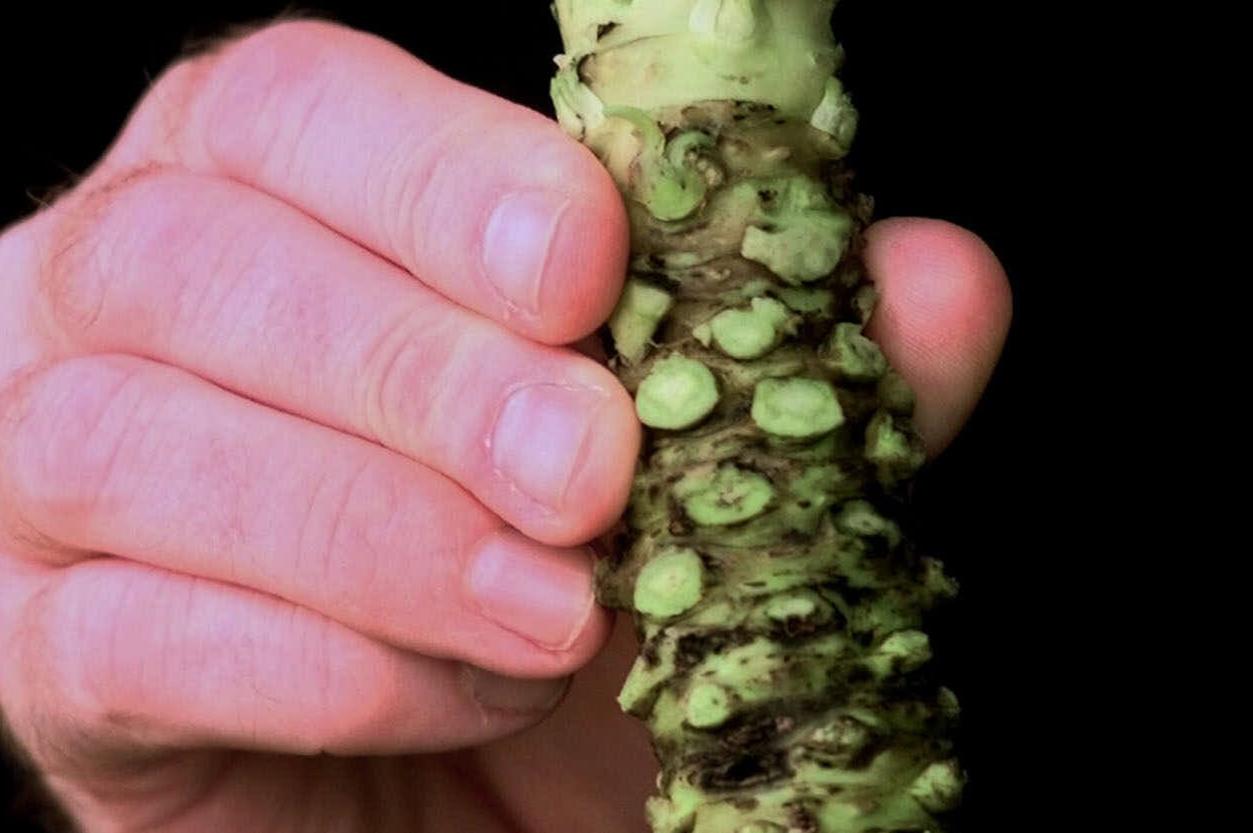 Ask Dr. Universe How is wasabi made and where does it come from? The