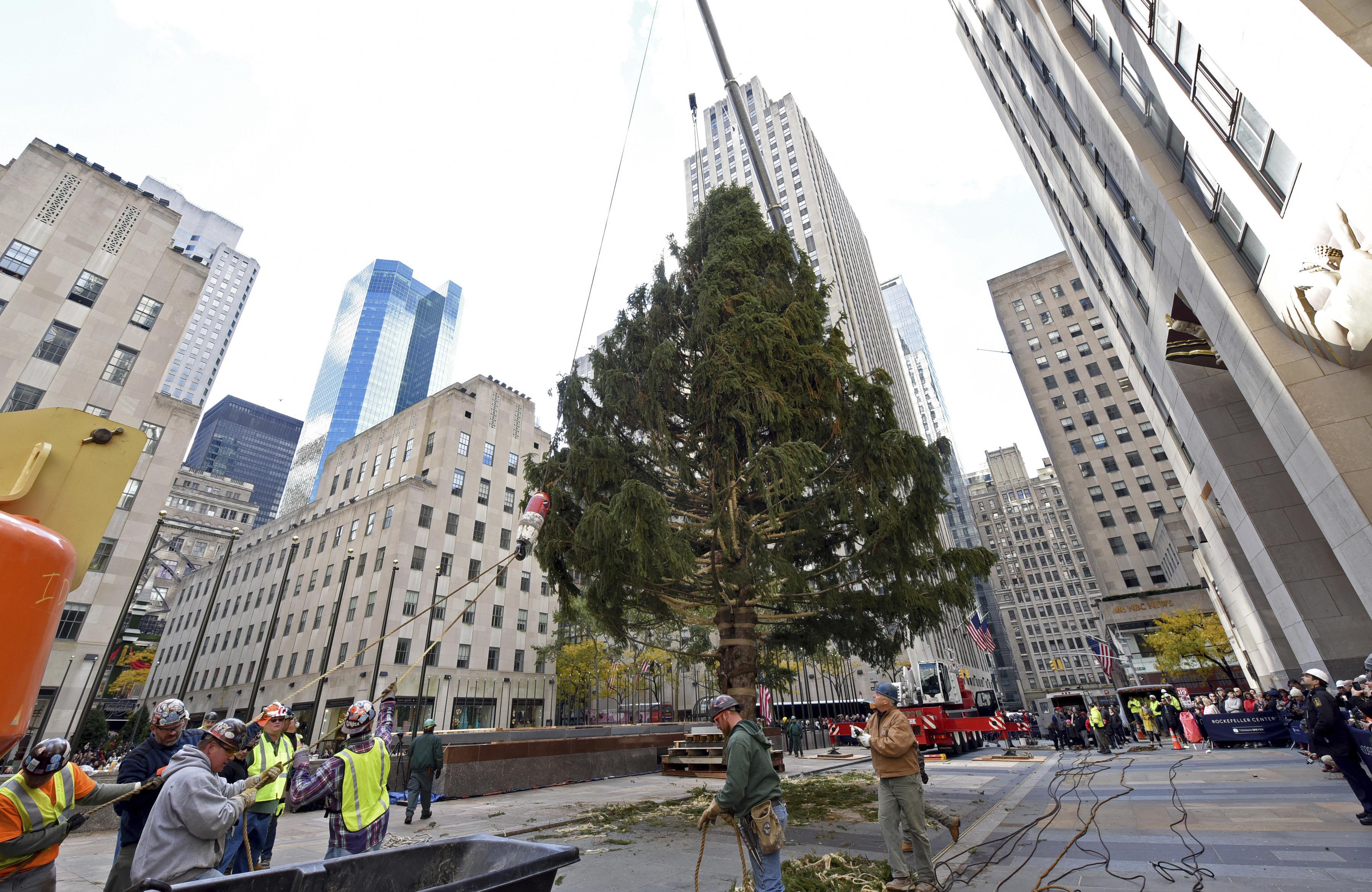 New York City’s Rockefeller Center Christmas tree goes up  The