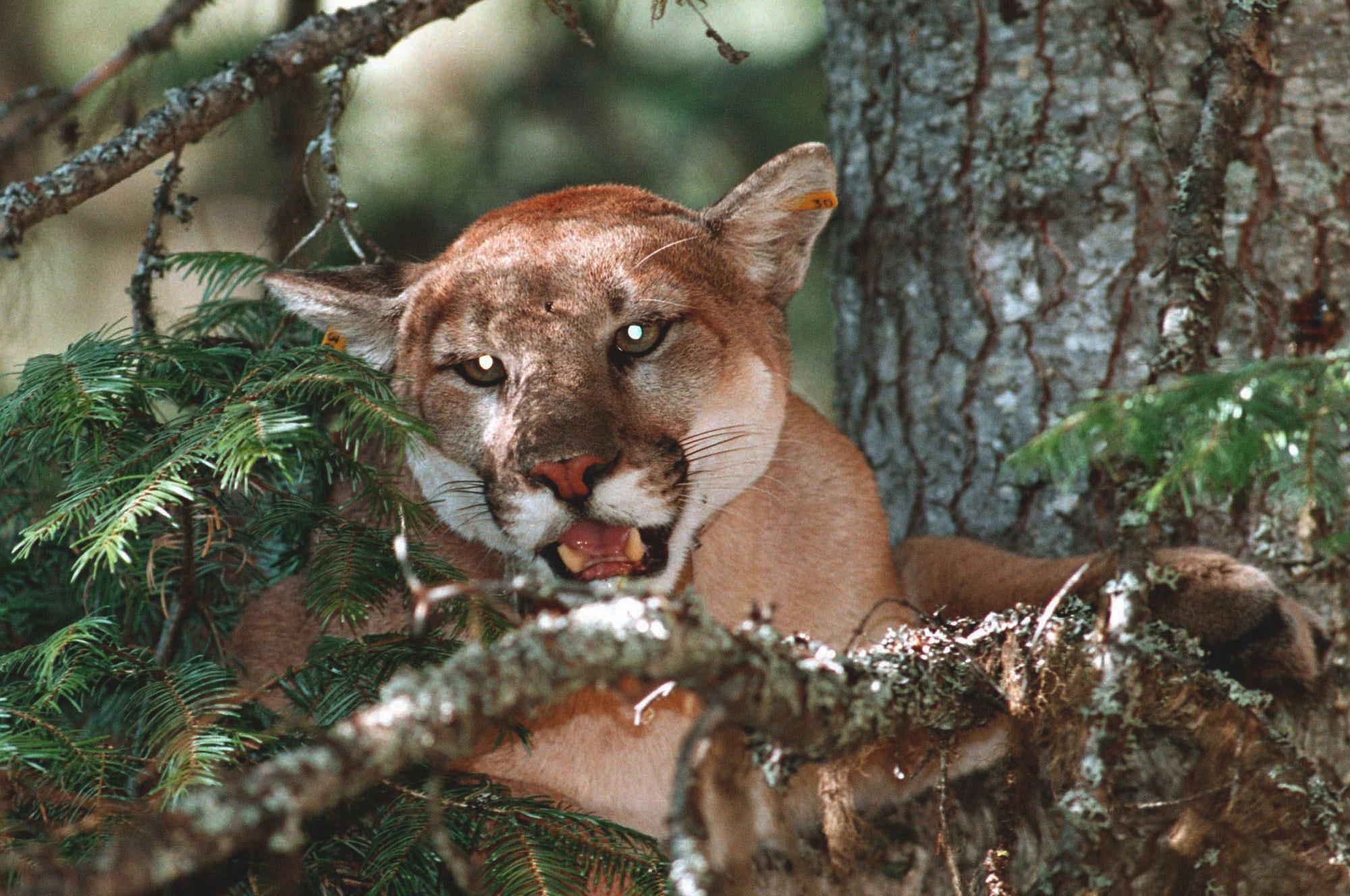 Cougar Kills Alpacas Near Riverside State Park The Spokesman Review
