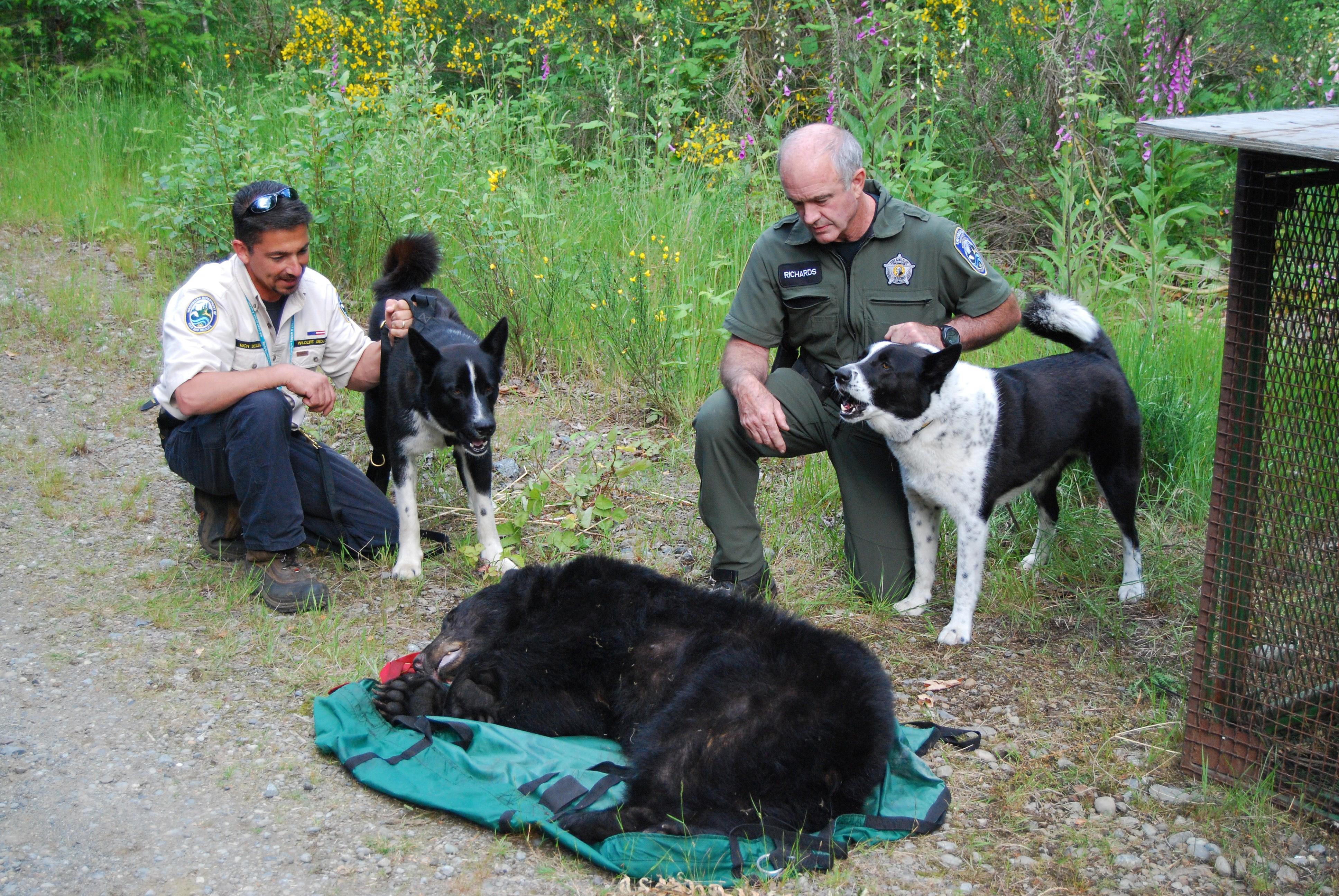 Washington S First Karelian Bear Dogs Credited With Busting Poachers And Saving Kittens Die The Spokesman Review
