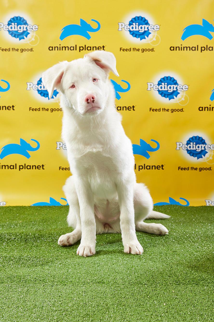 special-needs MVP in Puppy Bowl history 