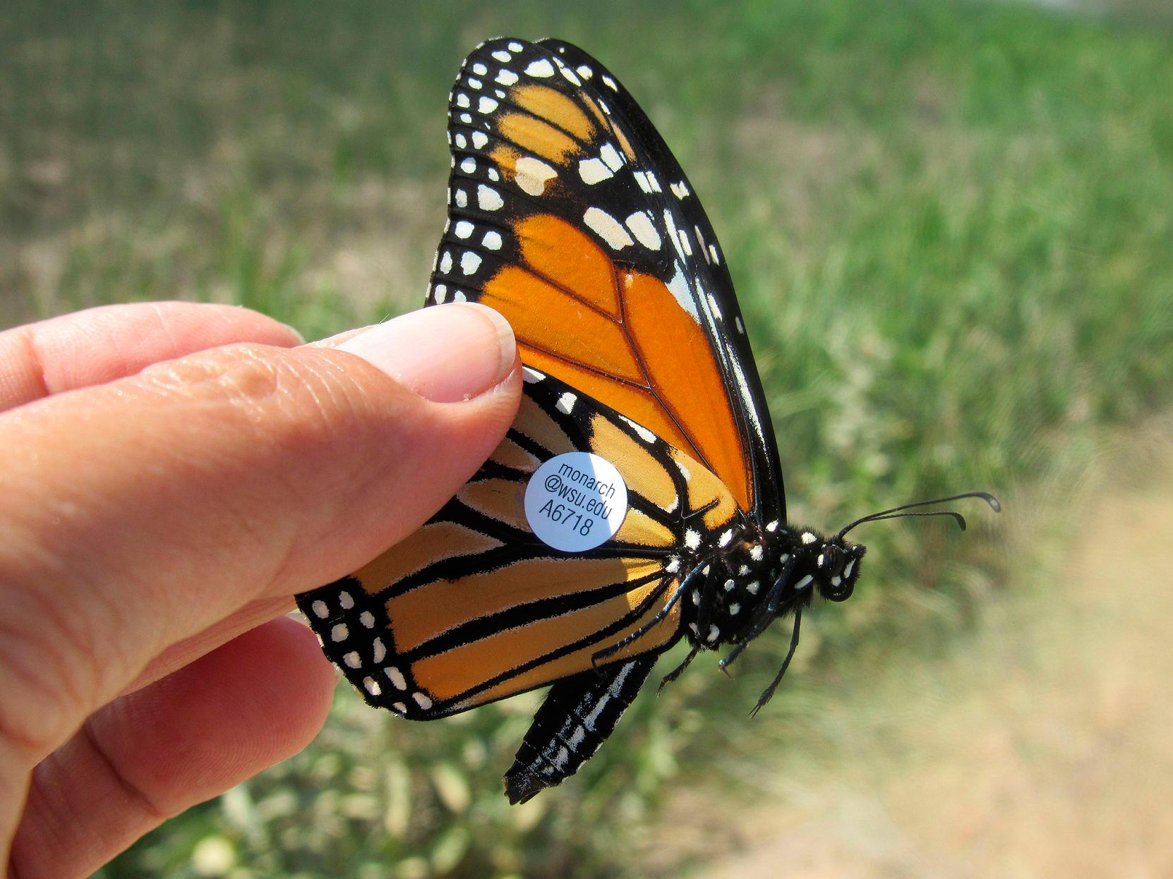 flowers-that-attract-monarch-butterflies