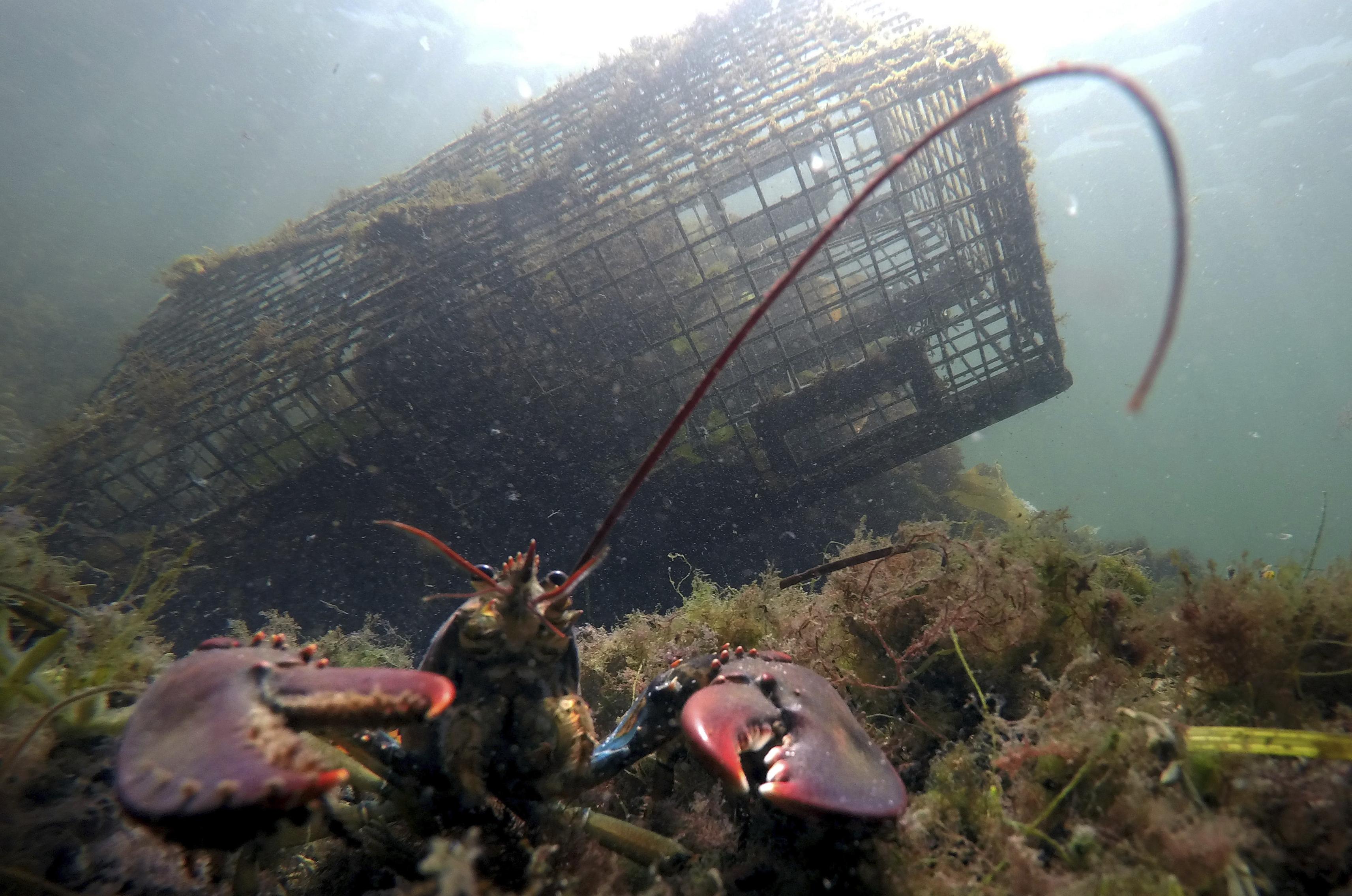 Maine’s lobster catch, value grew last year, officials say The