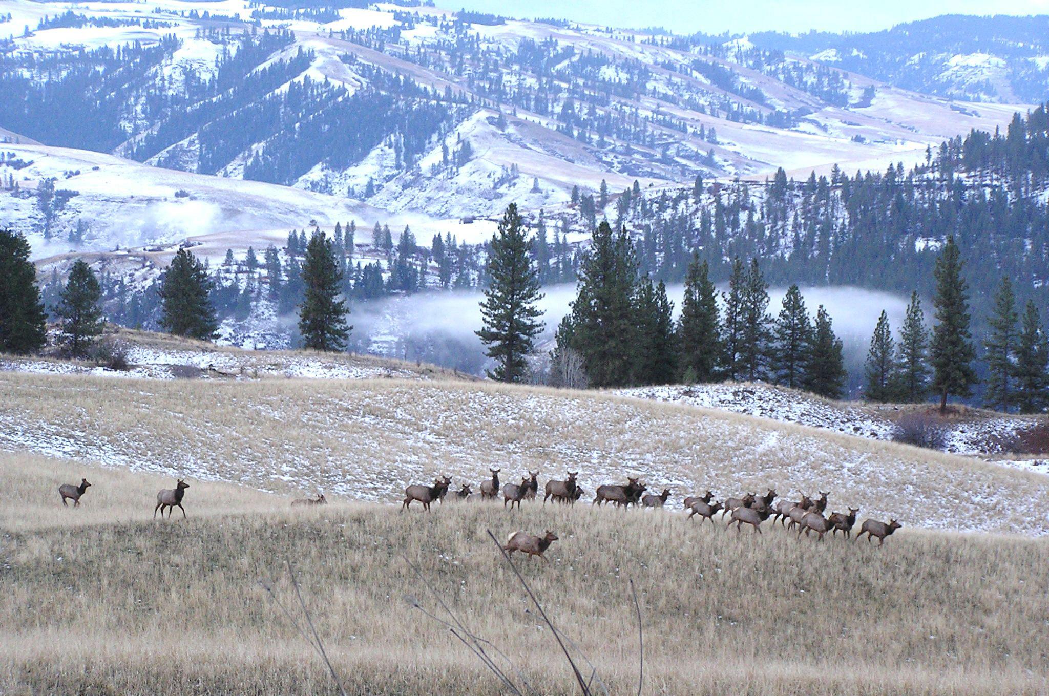 wildlife-areas-closed-until-april-to-protect-game-the-spokesman-review