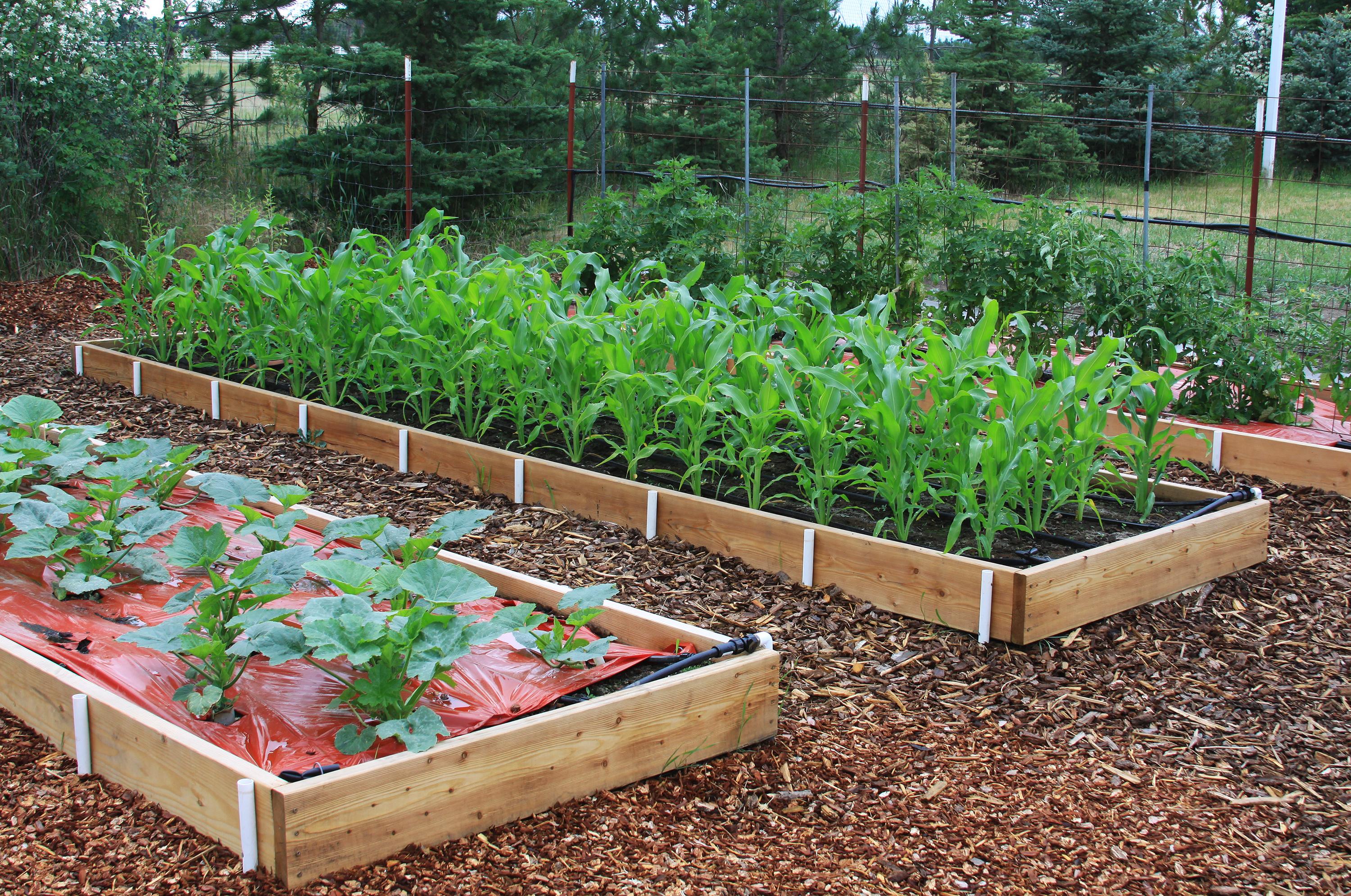 Raised Bed Garden - Garden Design