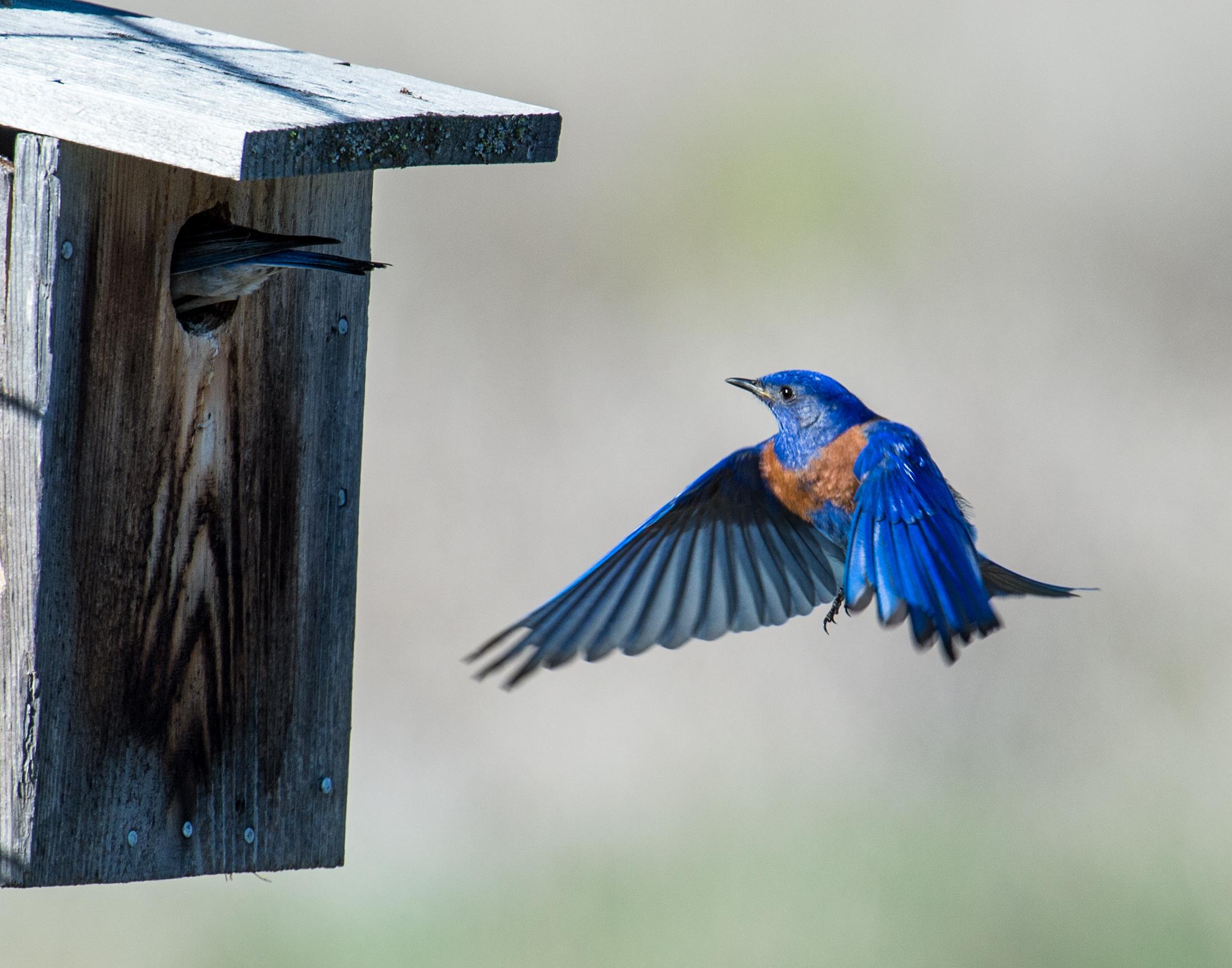 Reader photo: Bluebirds in the dead of spring | The Spokesman-Review