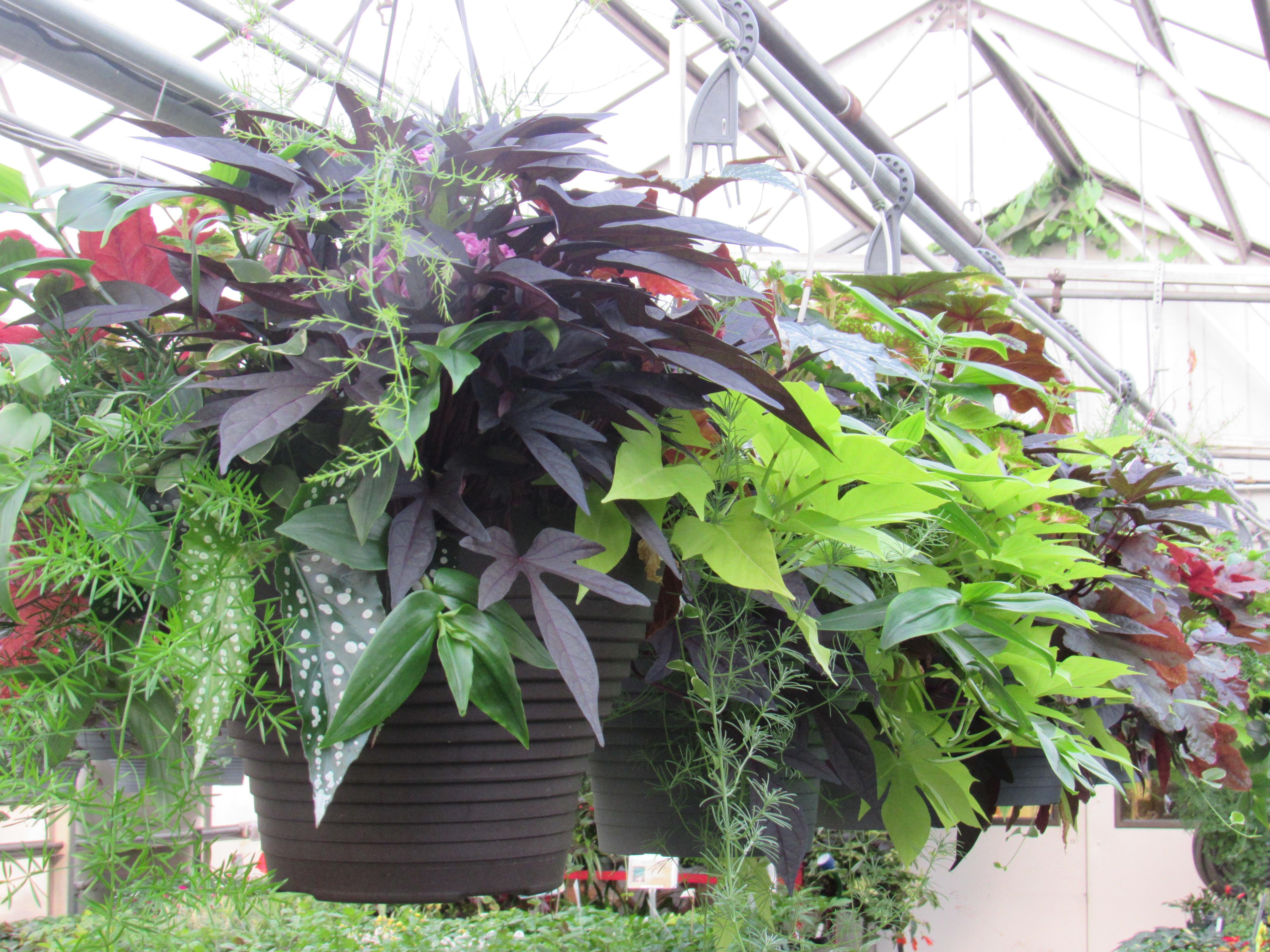 Gardening Consider Growing Plants With Colorful Leaves In Shade The 