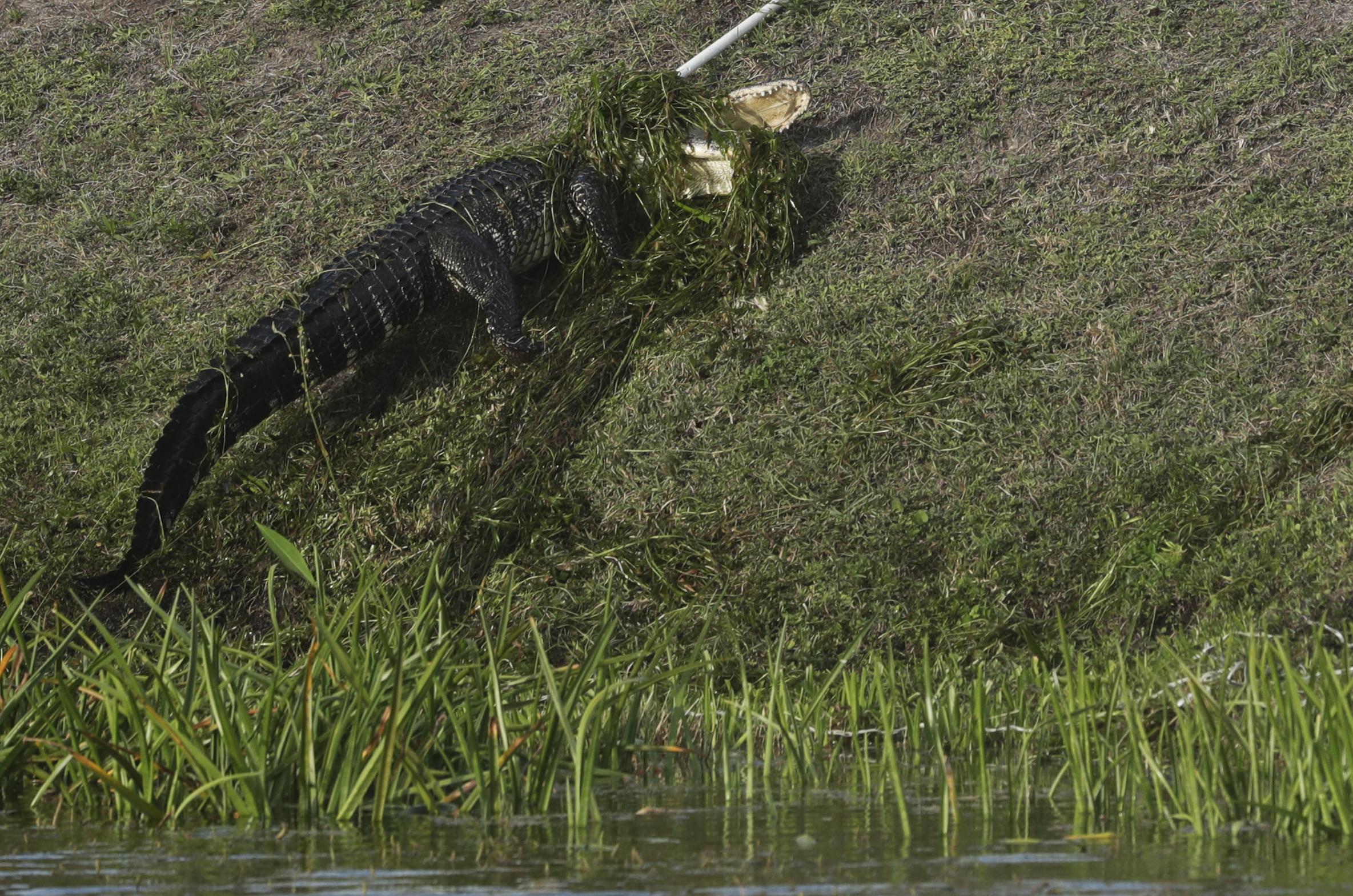 Alligator Visits Florida Hair Salon Girls Get Inside And Lock