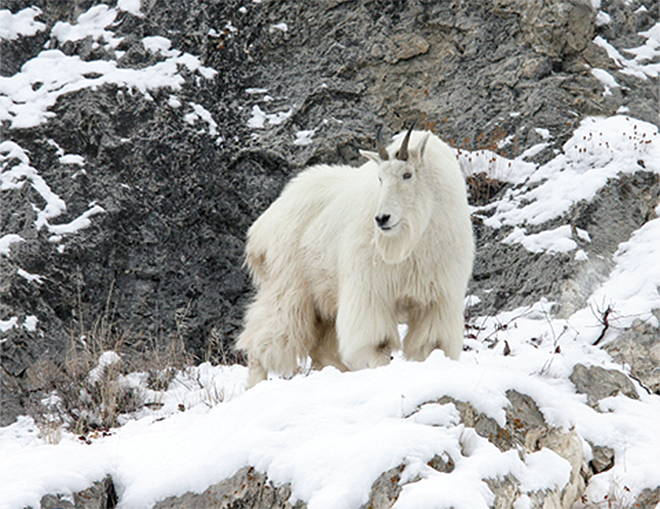 Mountain Goat: A Strong Climber in Extreme Conditions — Alaska Wildlife  Alliance (AWA)