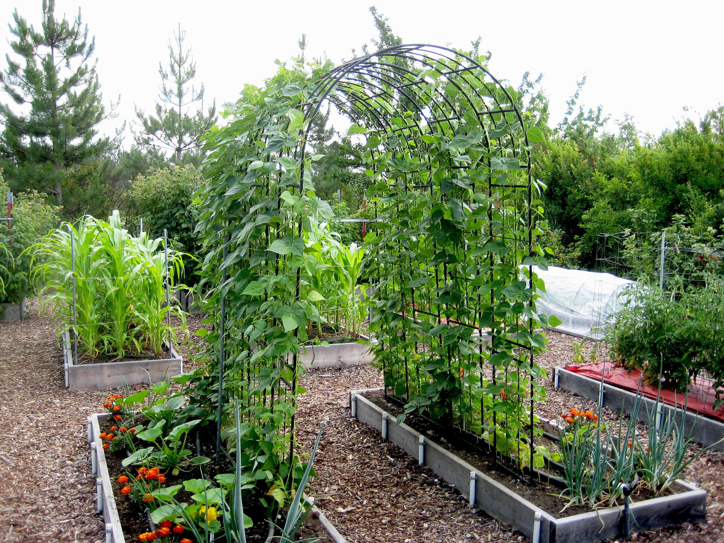 In The Garden Placement Counts When It Comes To Growing Beans The 