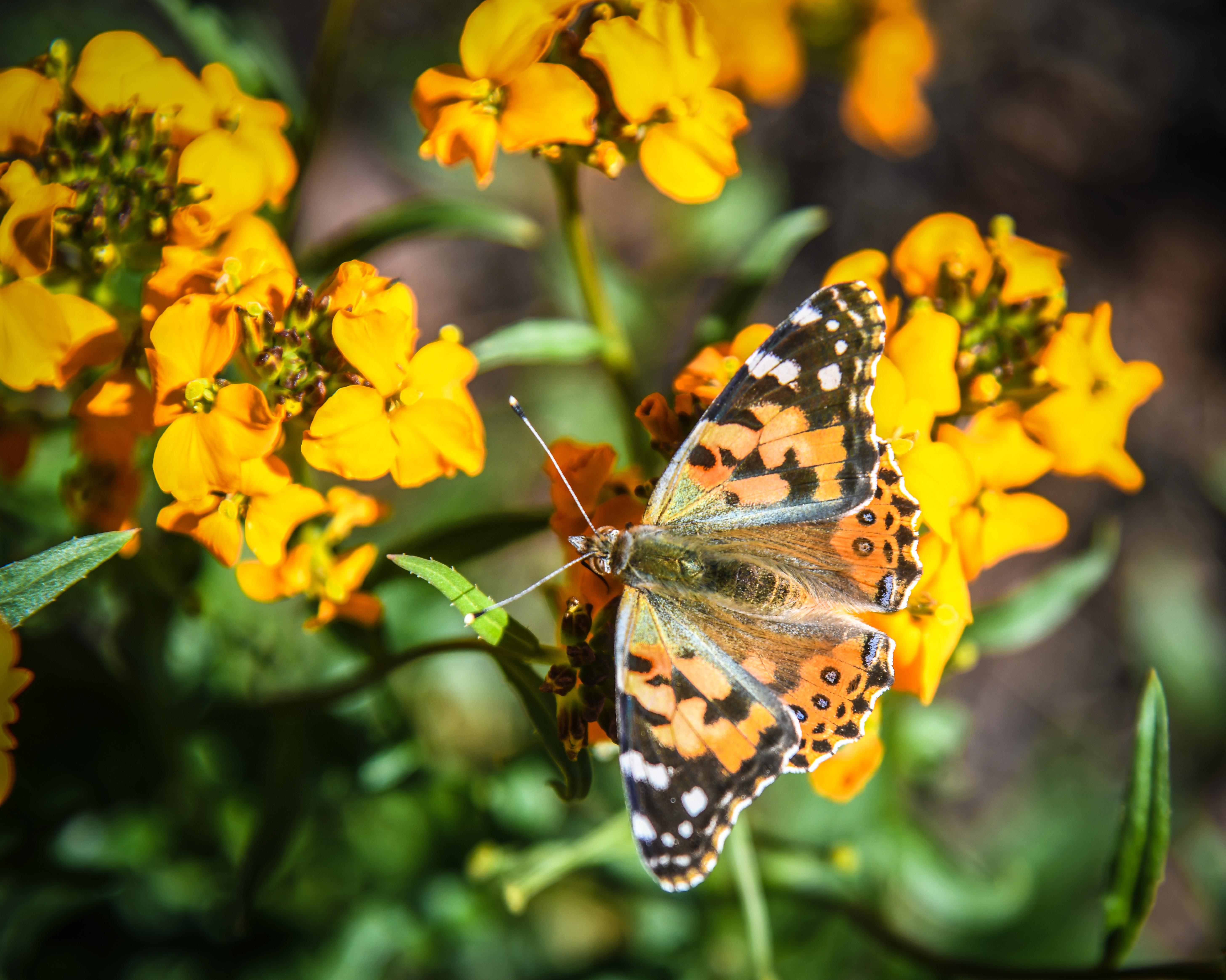 painted-lady-butterfly-as-beautiful-as-artwork