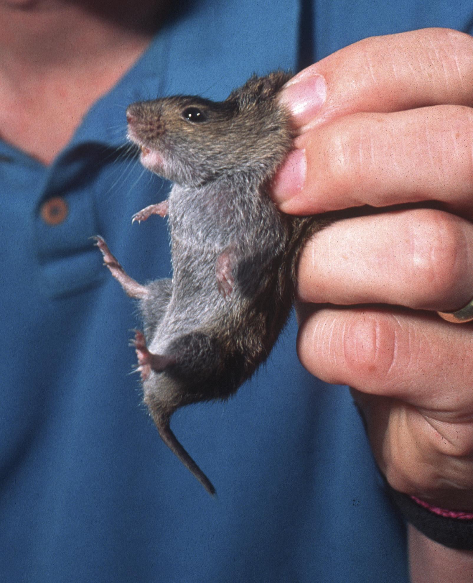 Gardening: Protect against voles, found in large numbers this year