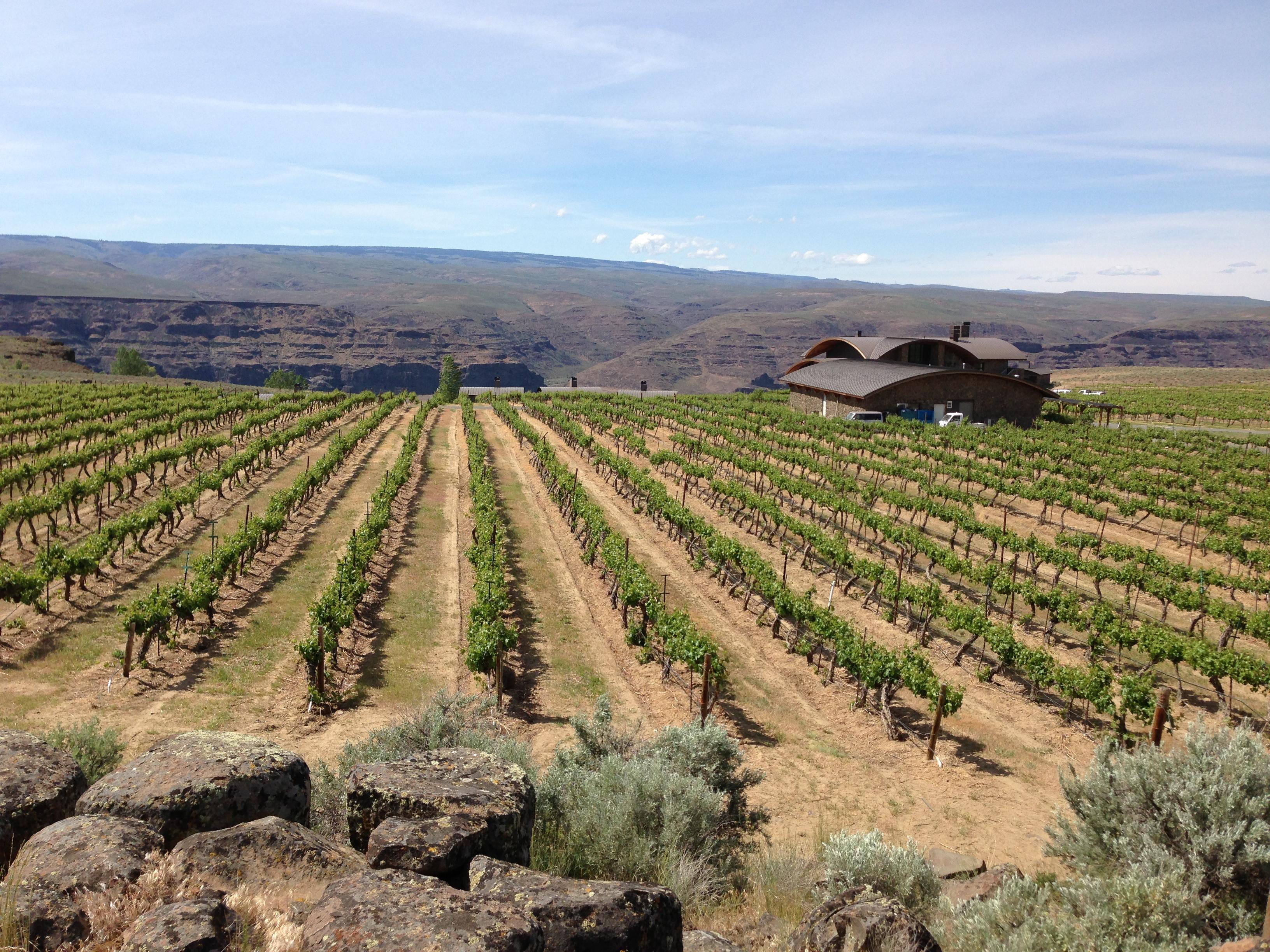 Northwest Wine Ancient Lakes is home to distinctive wines The