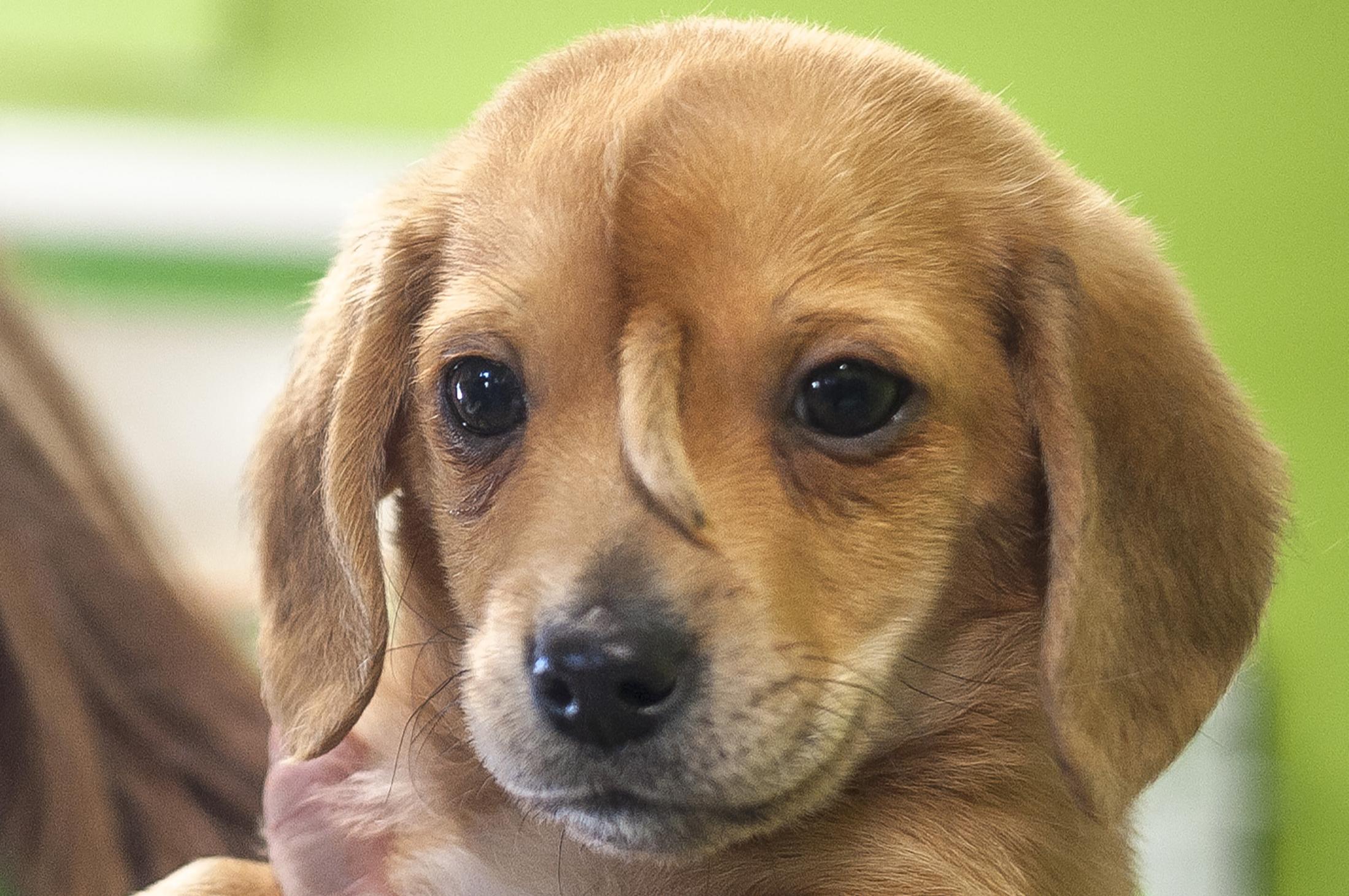 Narwhal puppy doesn’t have an extra tail, University of Idaho professor