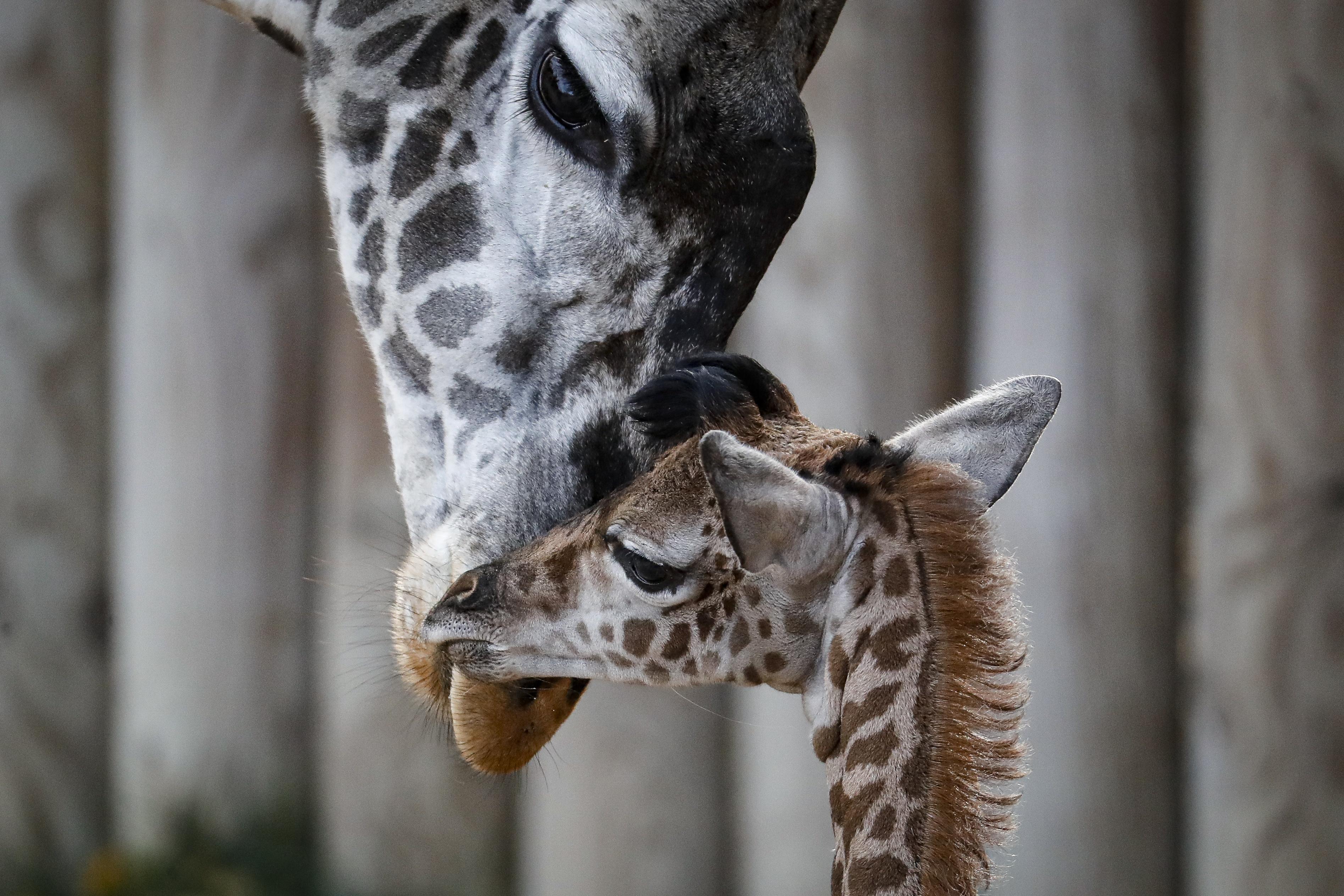 Baby giraffe at Cincinnati Zoo & Botanical Garden | The Spokesman-Review