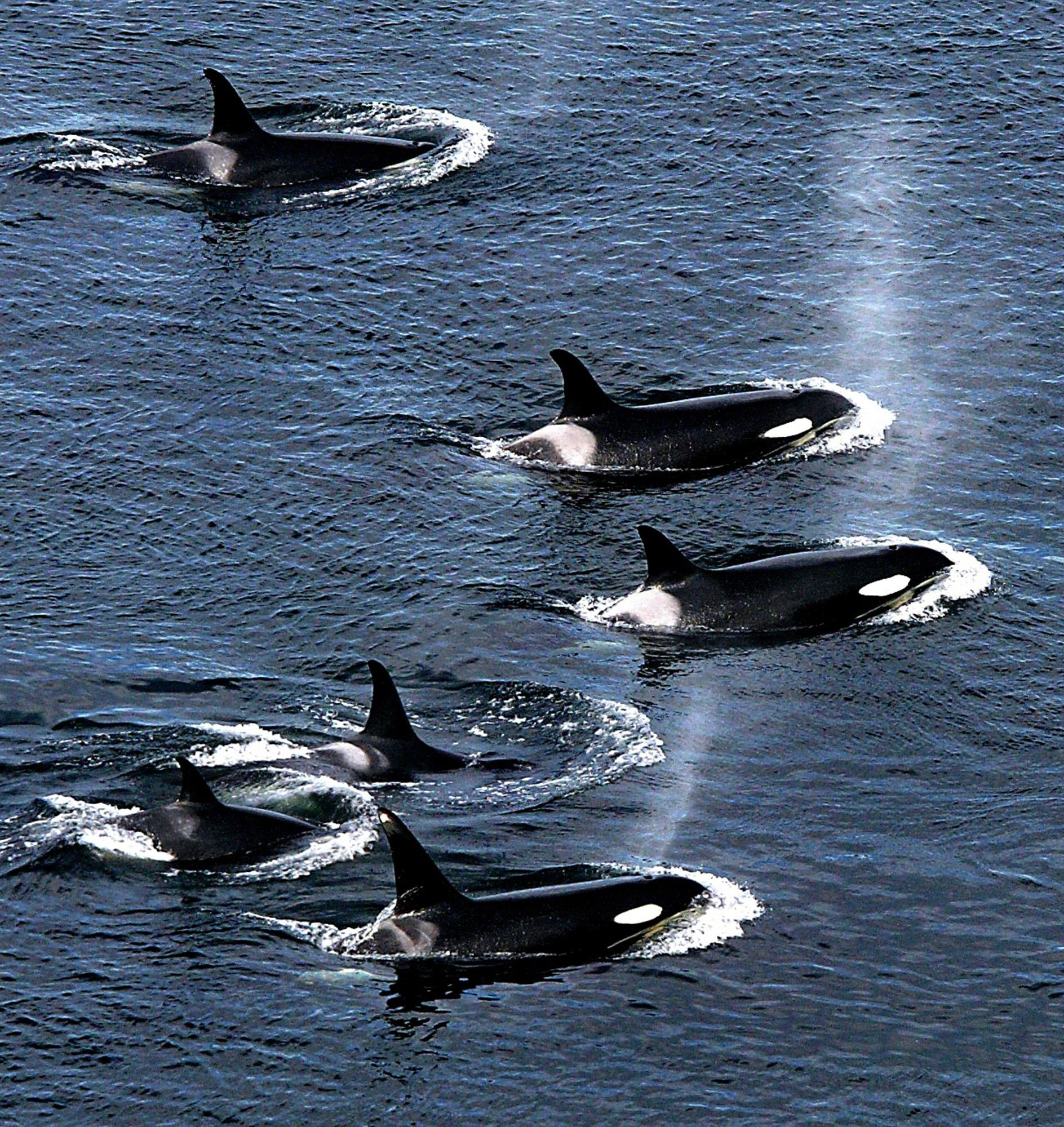 Study: Northwest killer whales shrinking in size – and so are their prey, chinook salmon | The