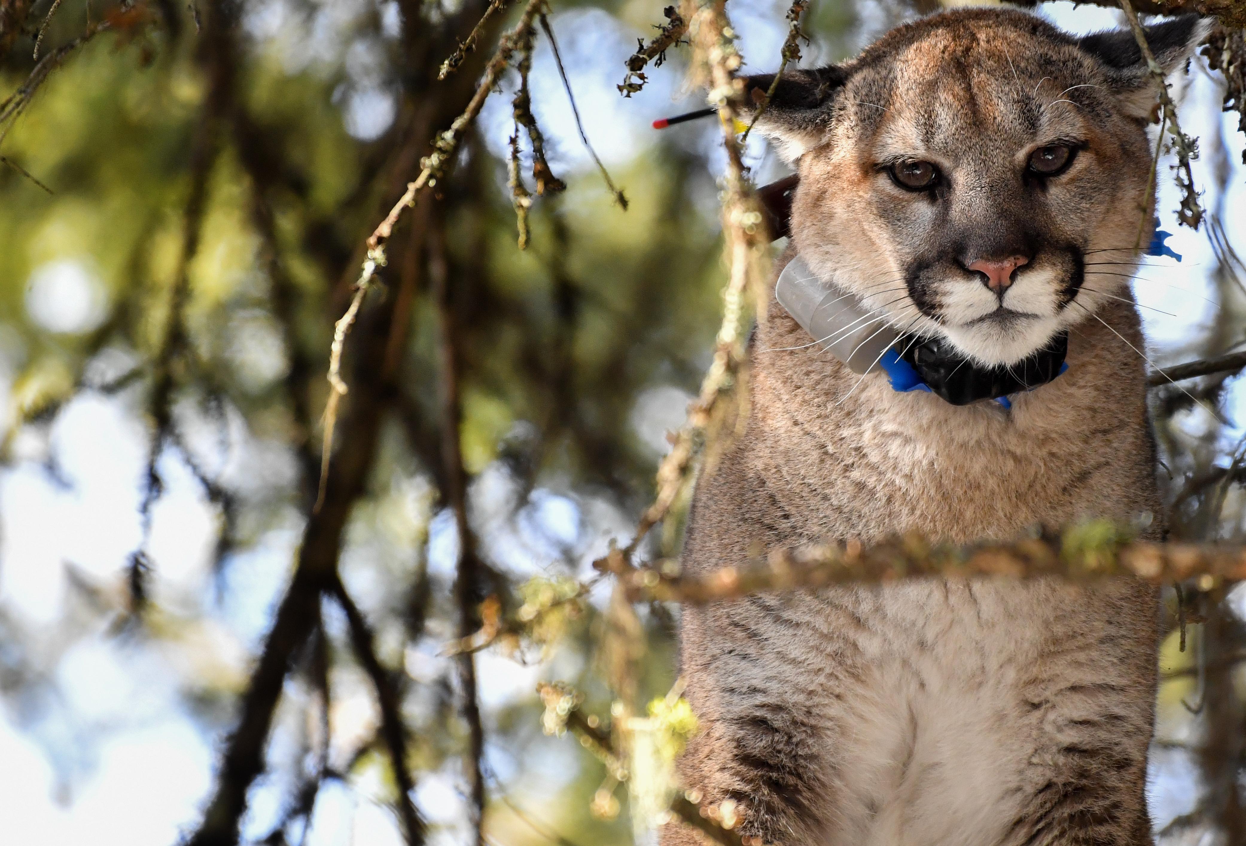 Washington Wildlife Commission To Review Possible Cougar Hunting Rule 